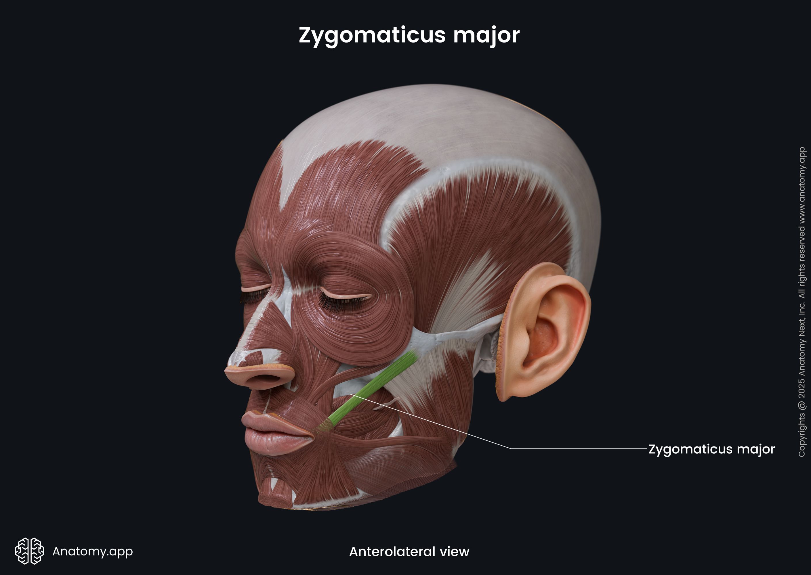 Zygomaticus major (anterolateral view)