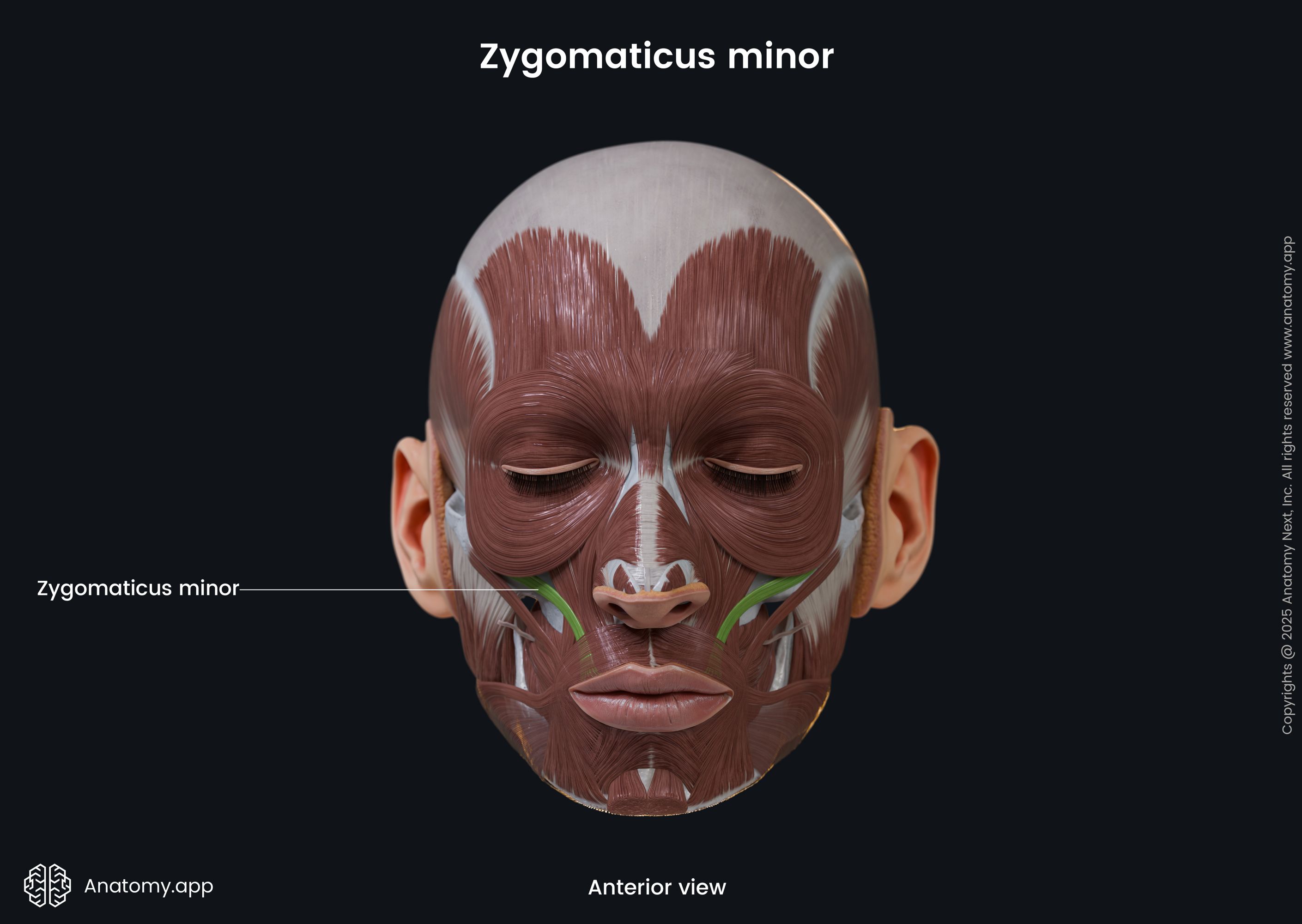 Zygomaticus minor (anterior view)