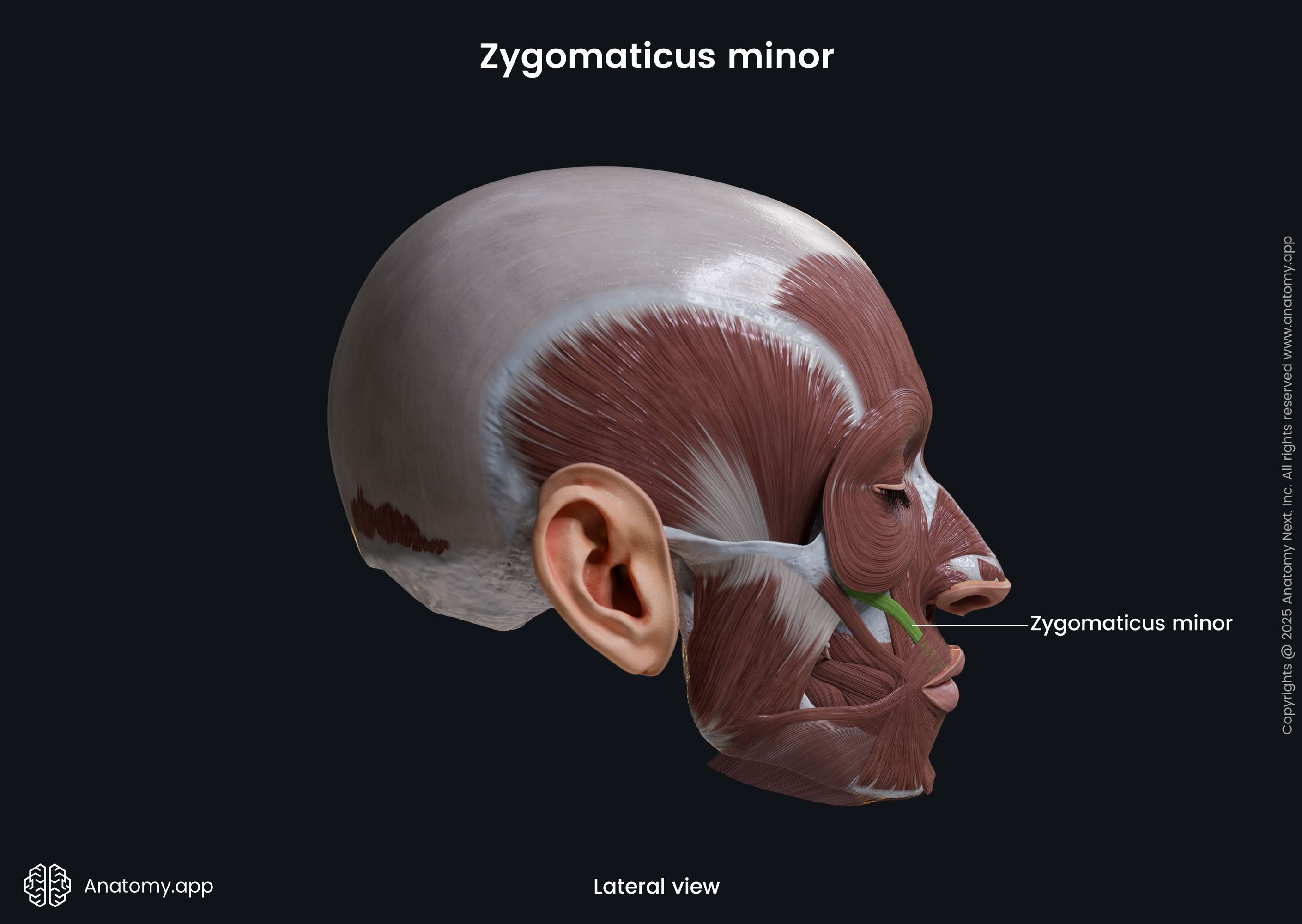 Zygomaticus minor (lateral view)