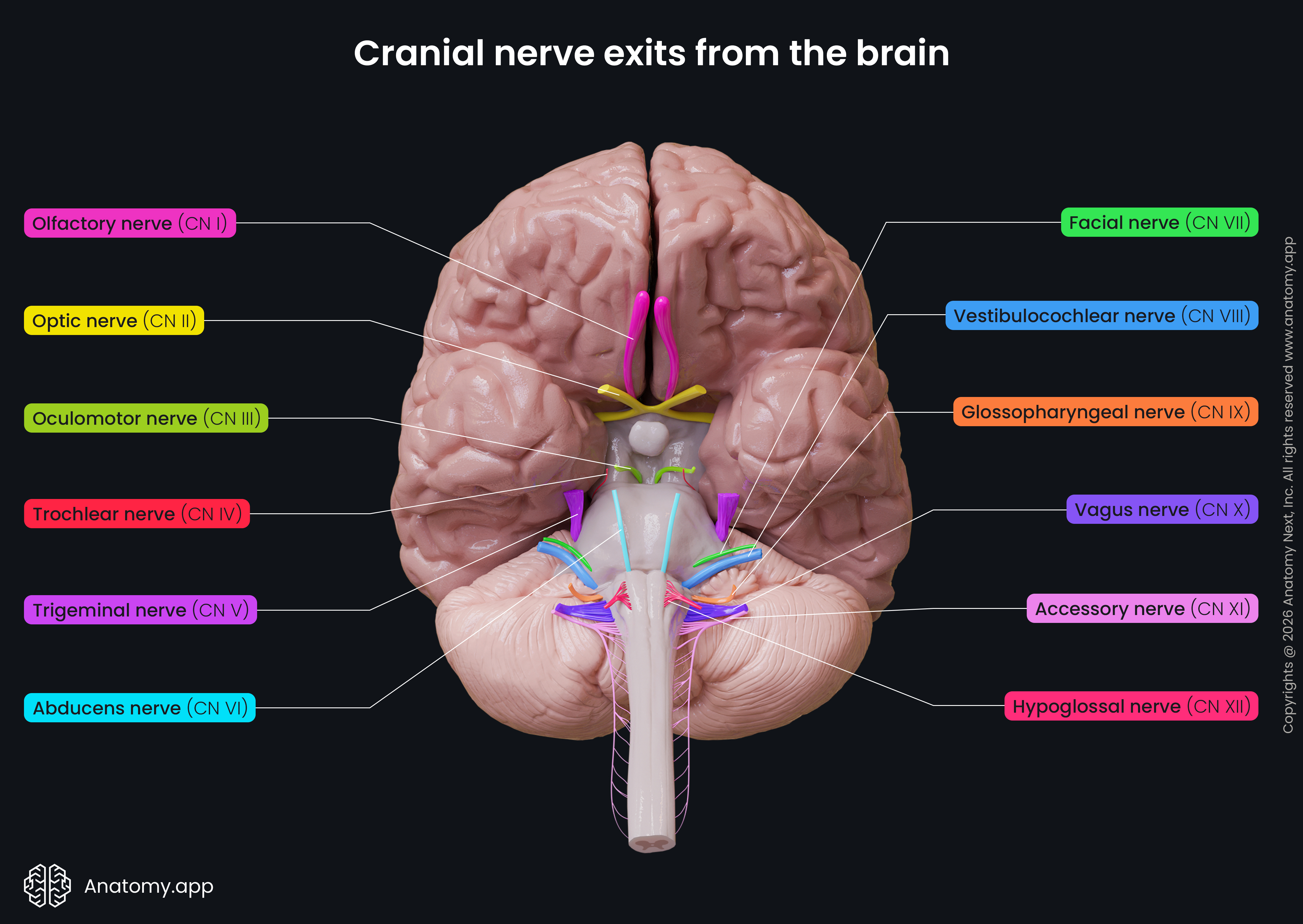 head-neck-nervous-system- head-neck-nervous-system-