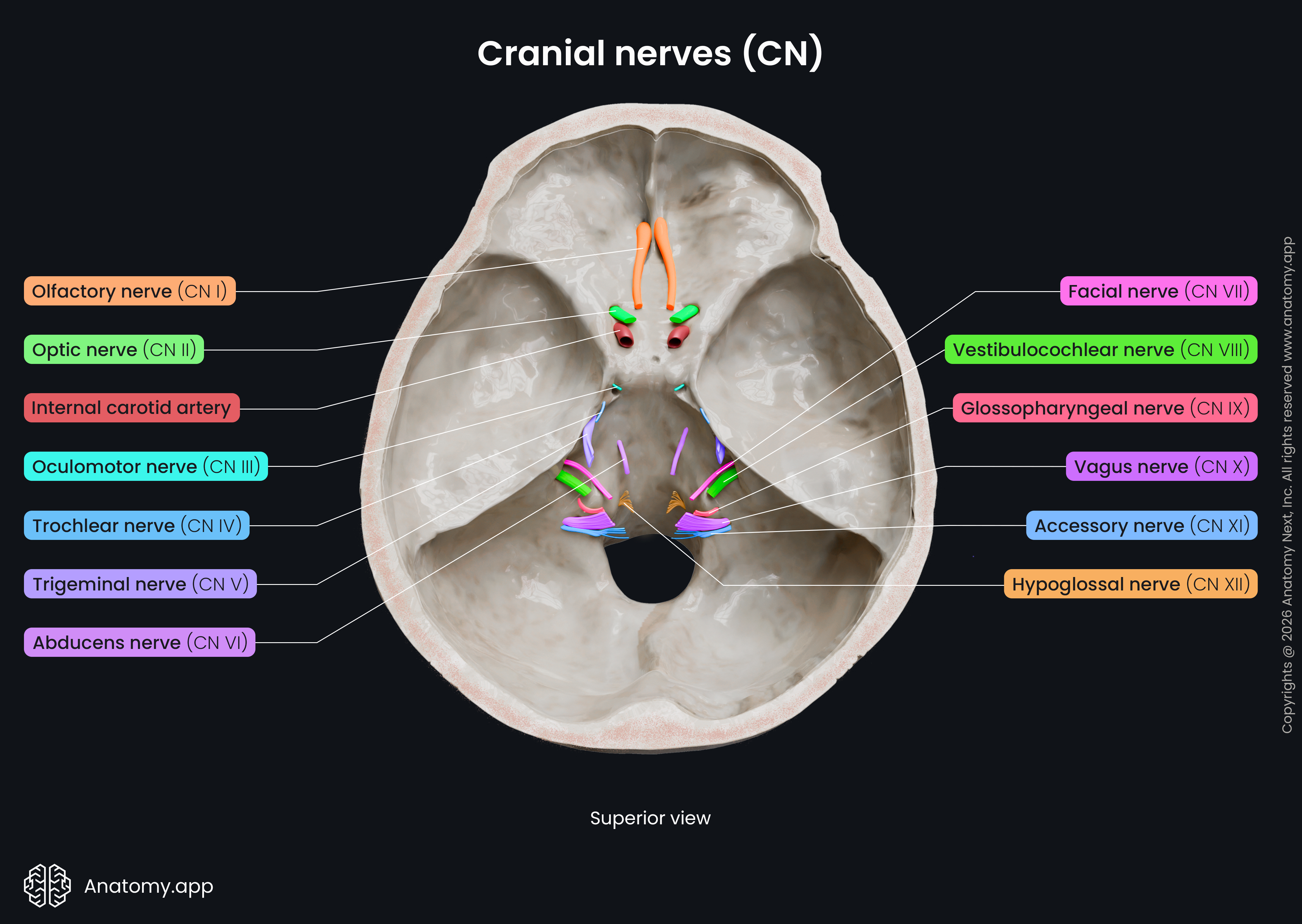 Cranial nerves | Anatomy.app