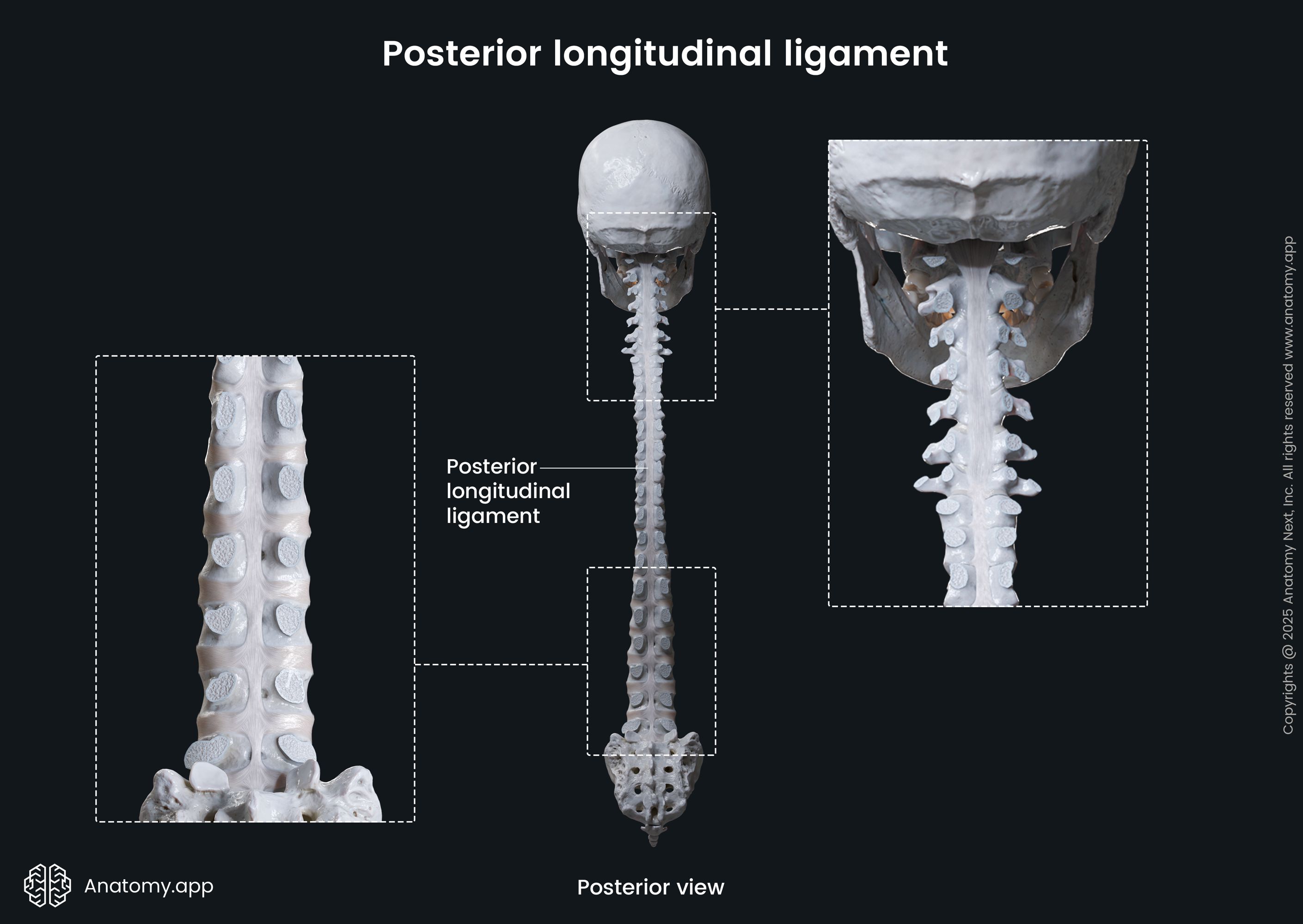Posterior longitudinal ligament