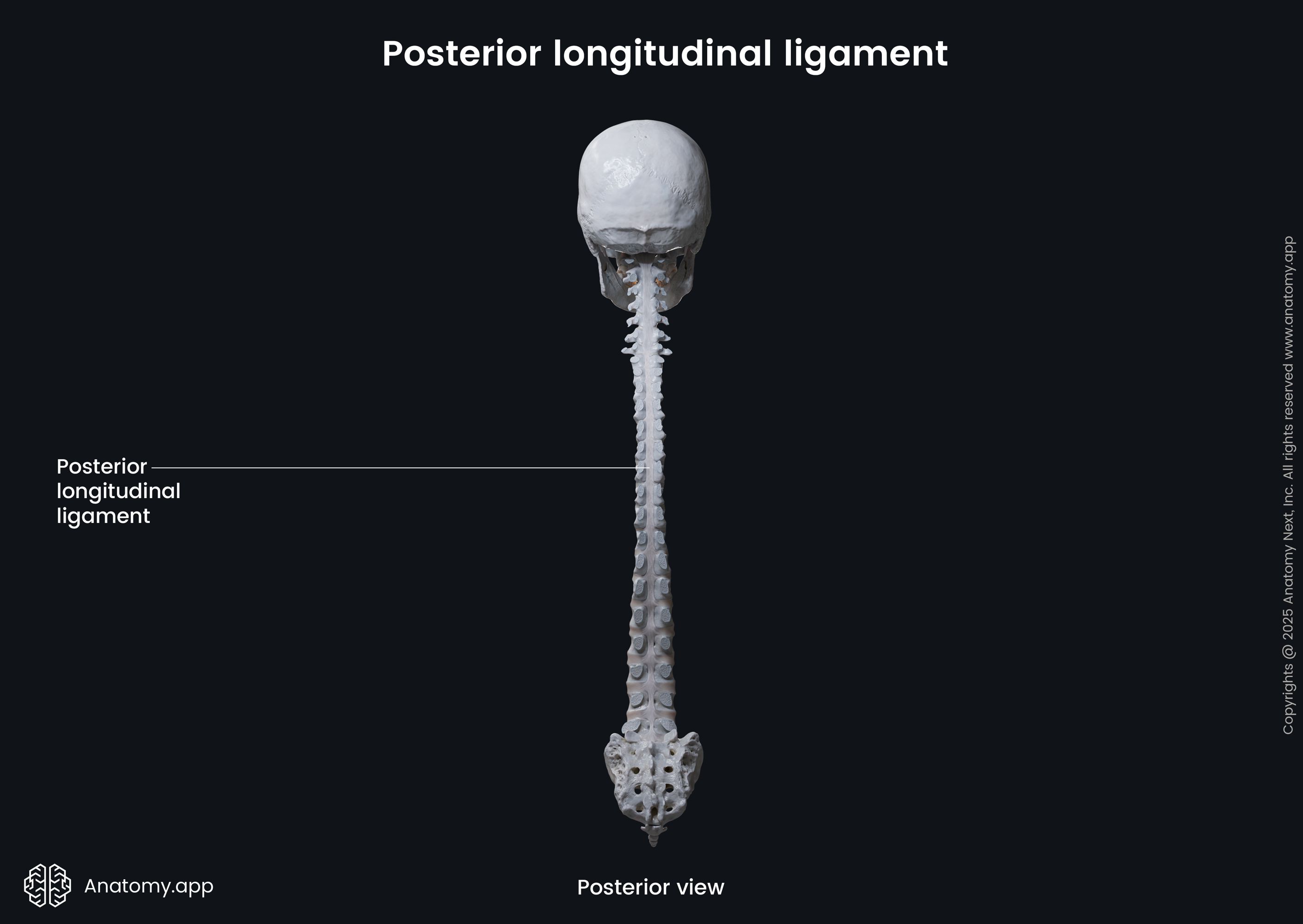 Posterior longitudinal ligament
