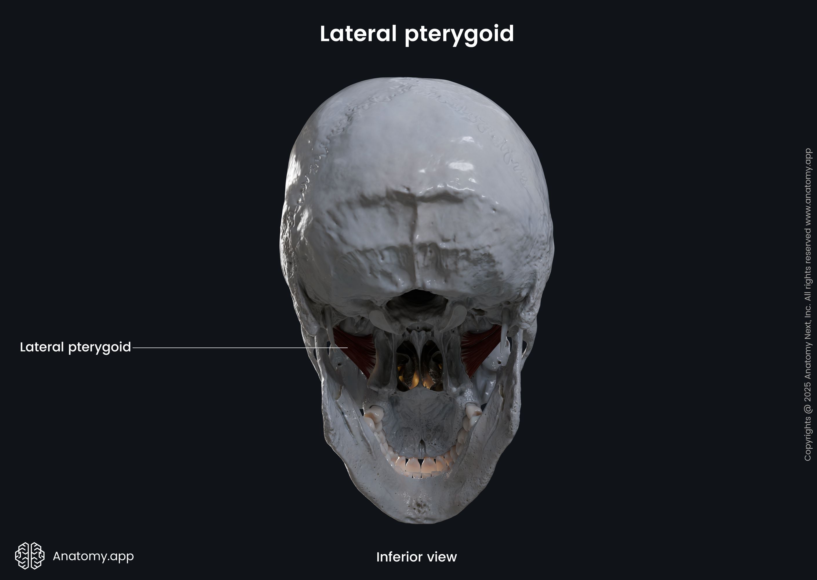 Lateral pterygoid