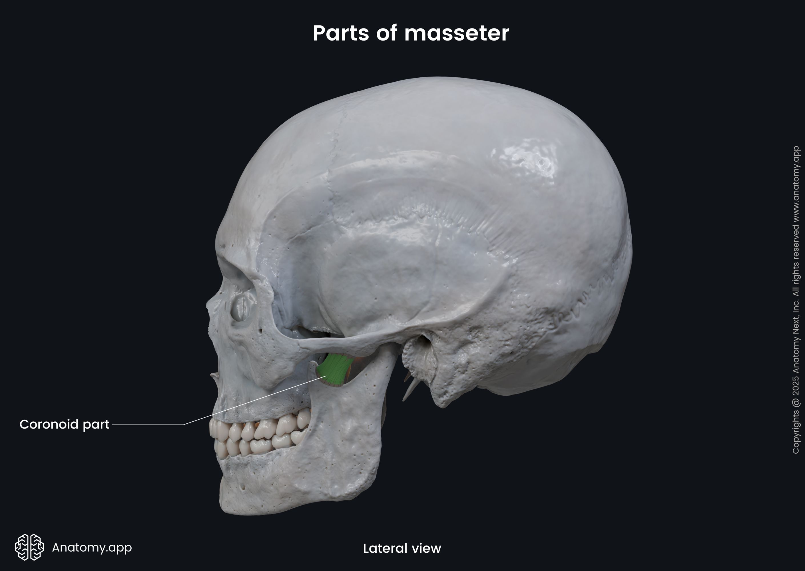 Parts of masseter