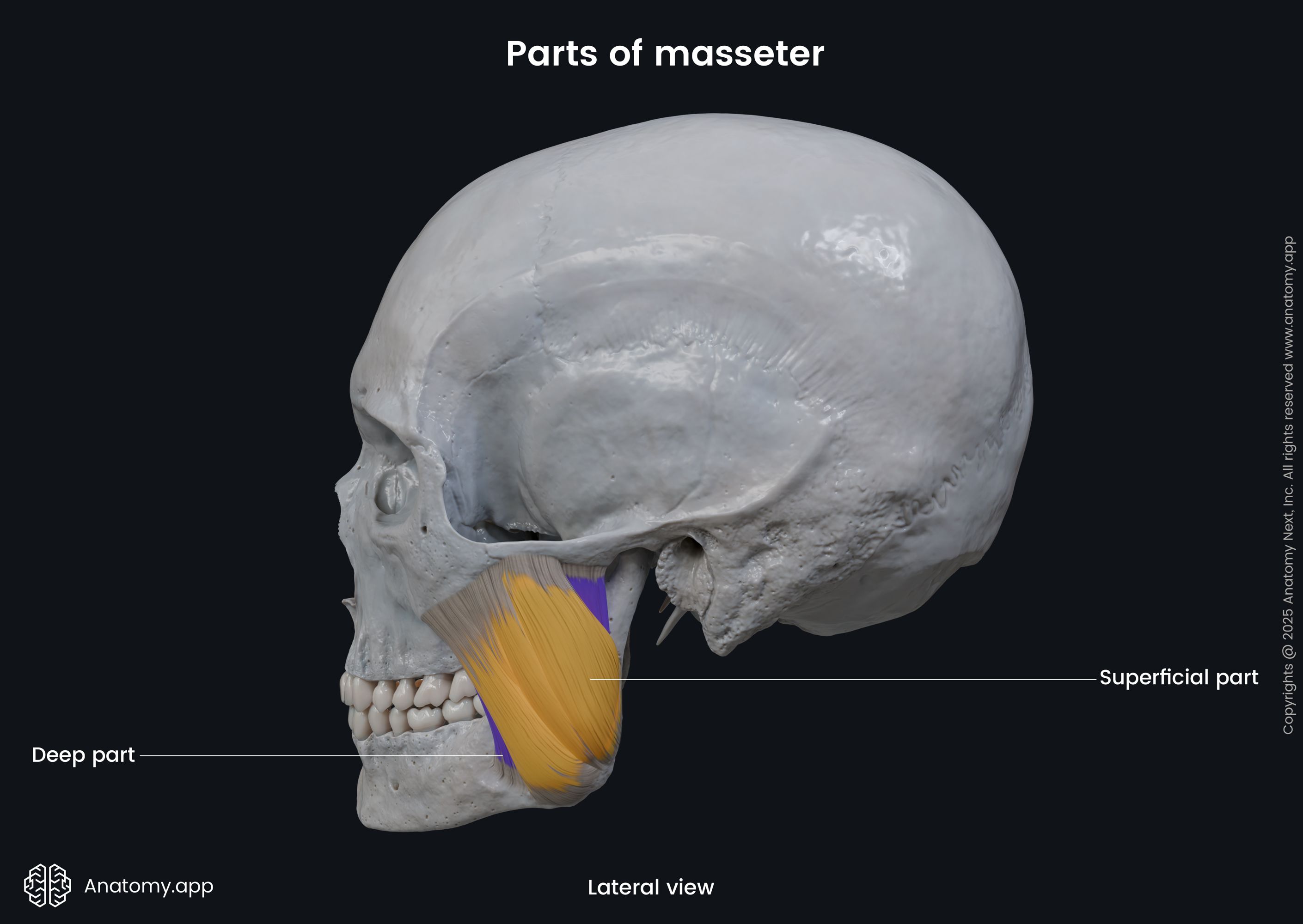 Parts of masseter