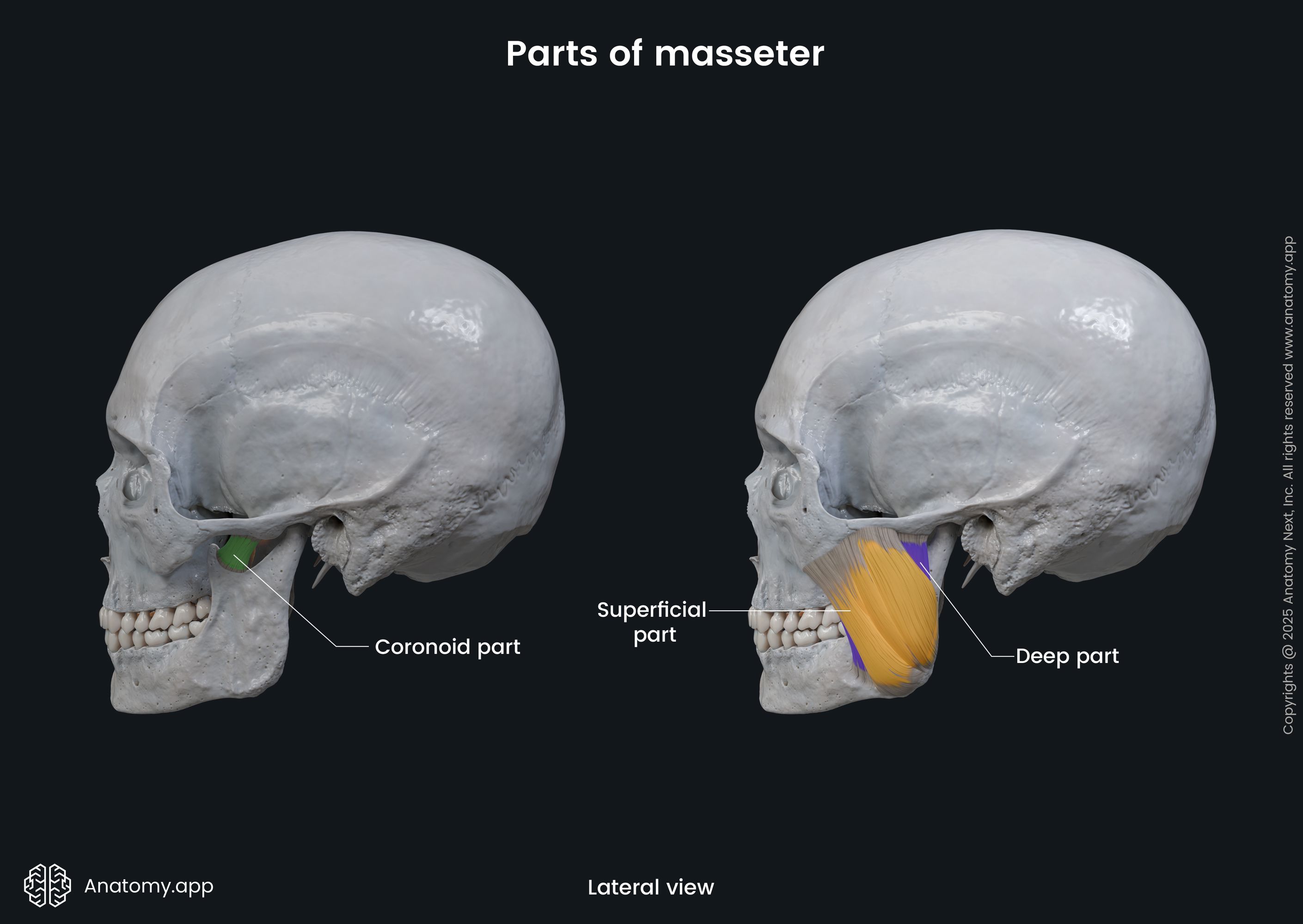 Parts of masseter