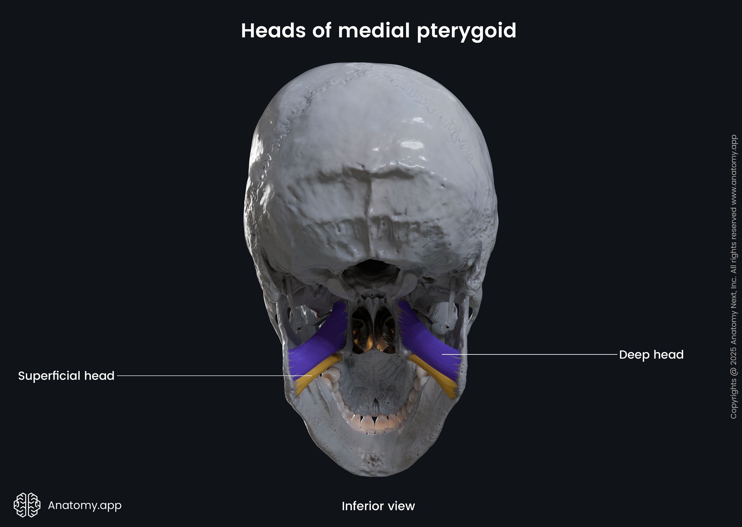 Heads of medial pterygoid