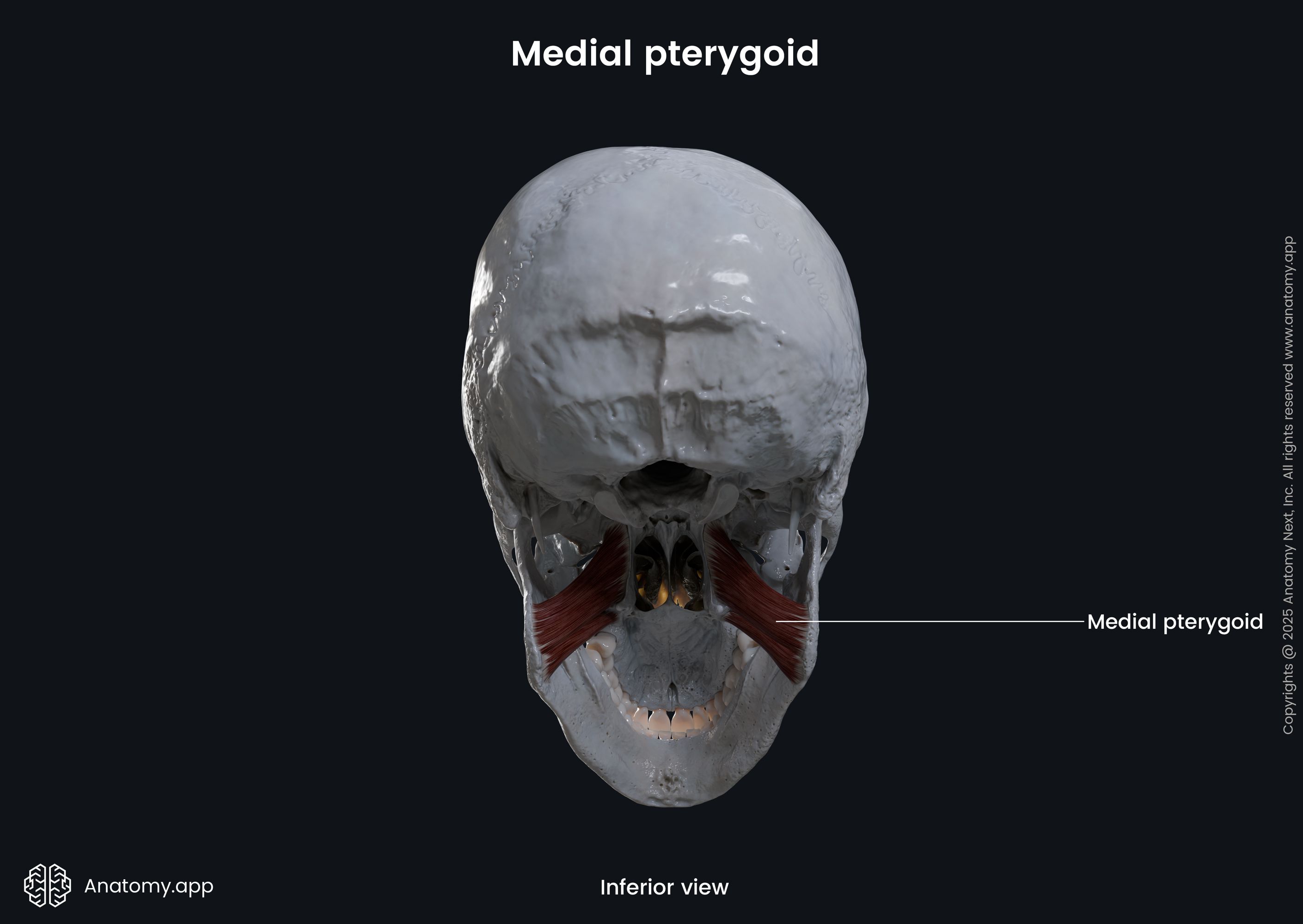 Medial pterygoid