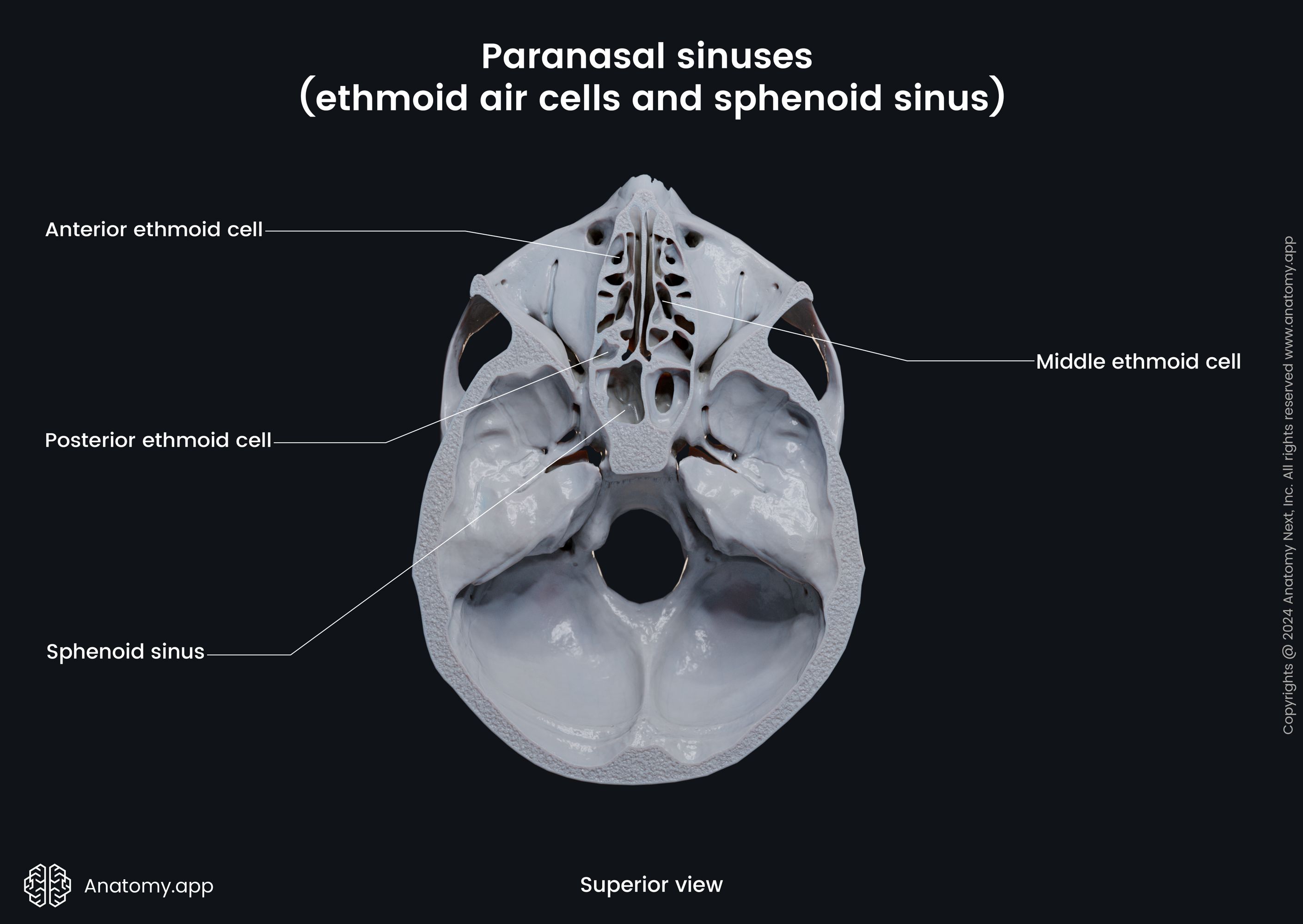 Paranasal sinuses (ethmoid air cells and sphenoid sinus)