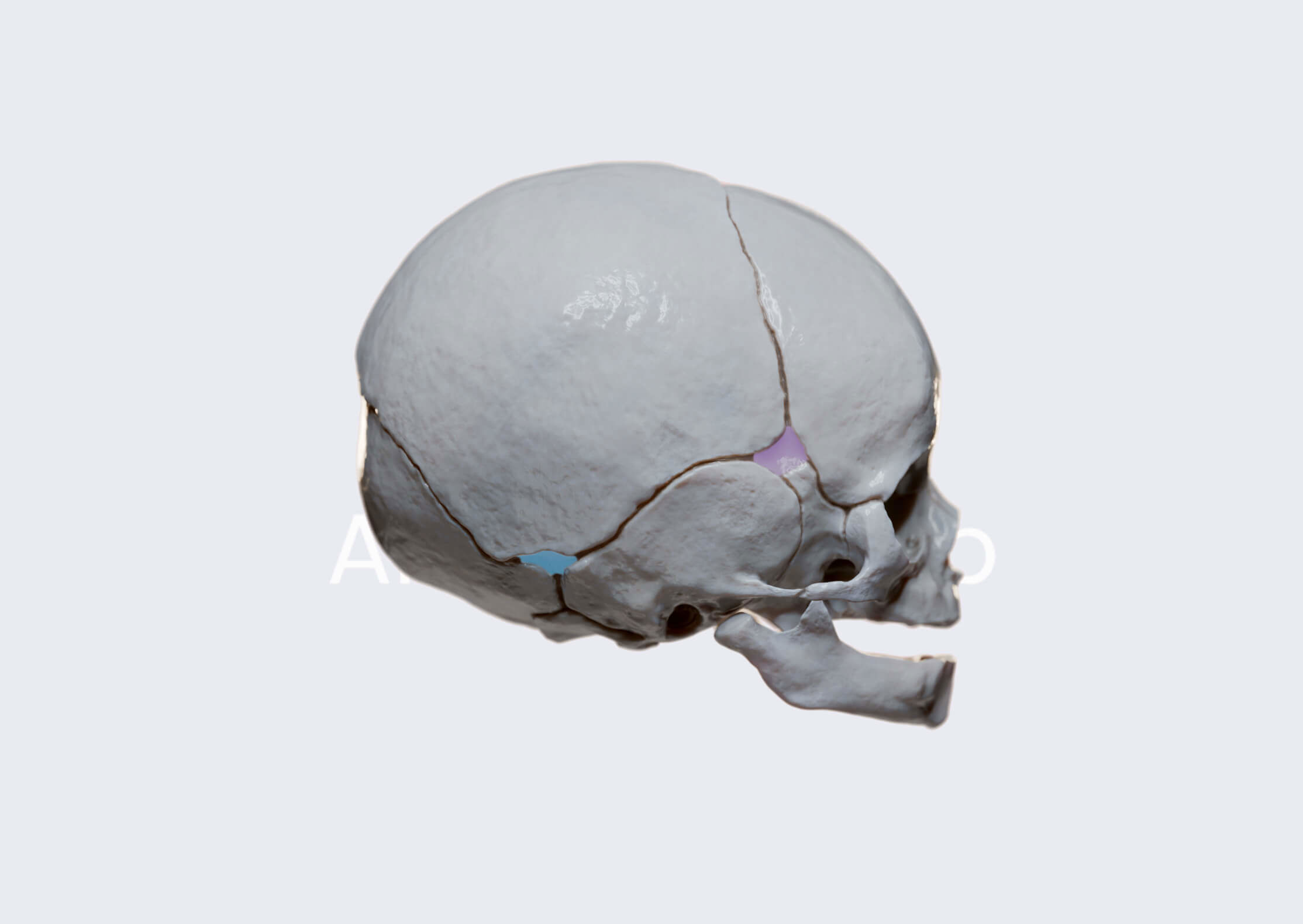 3D model from the Sutures of the skull article