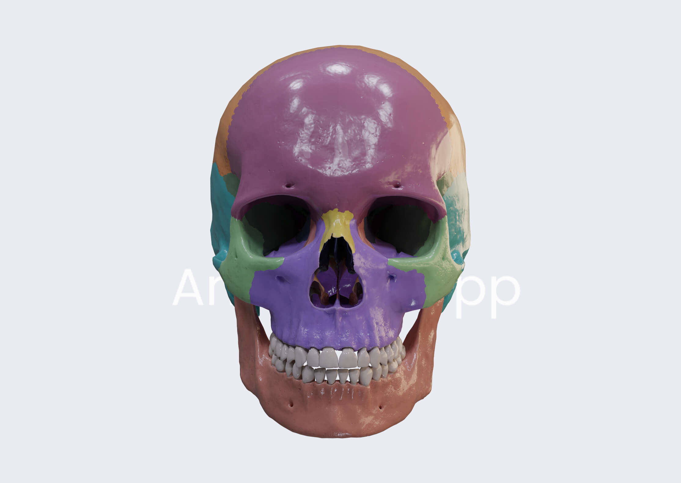 3D model from the Skull article