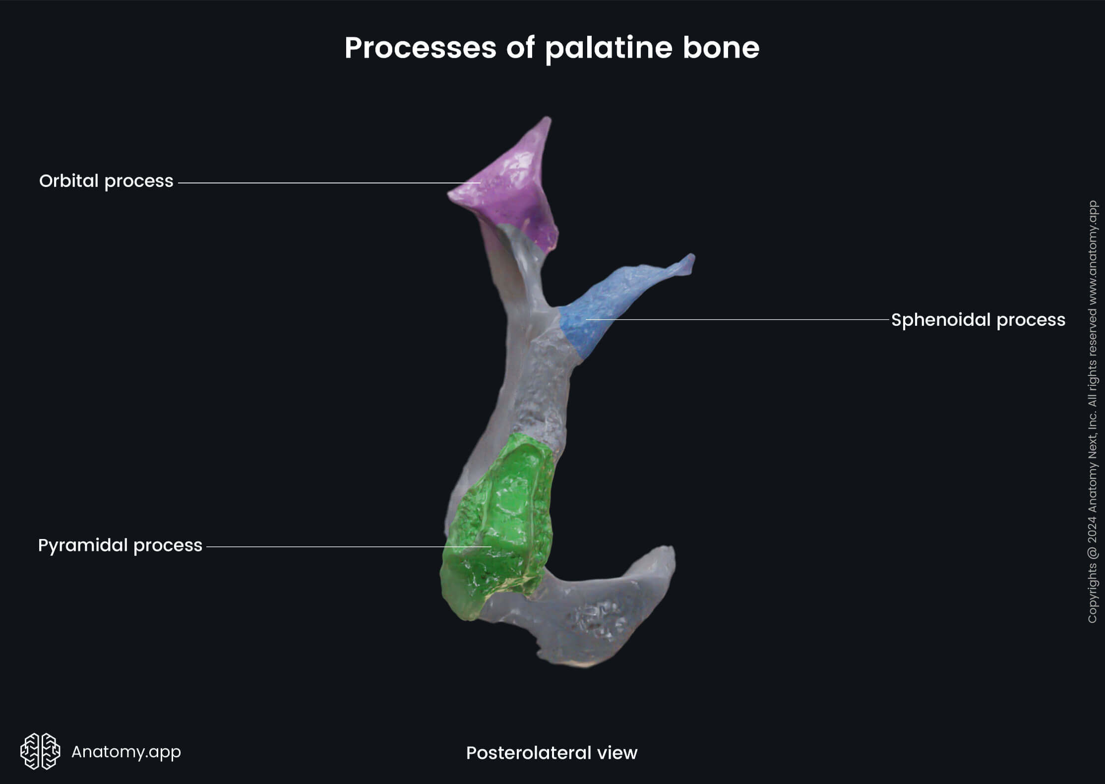 Processes of palatine bone