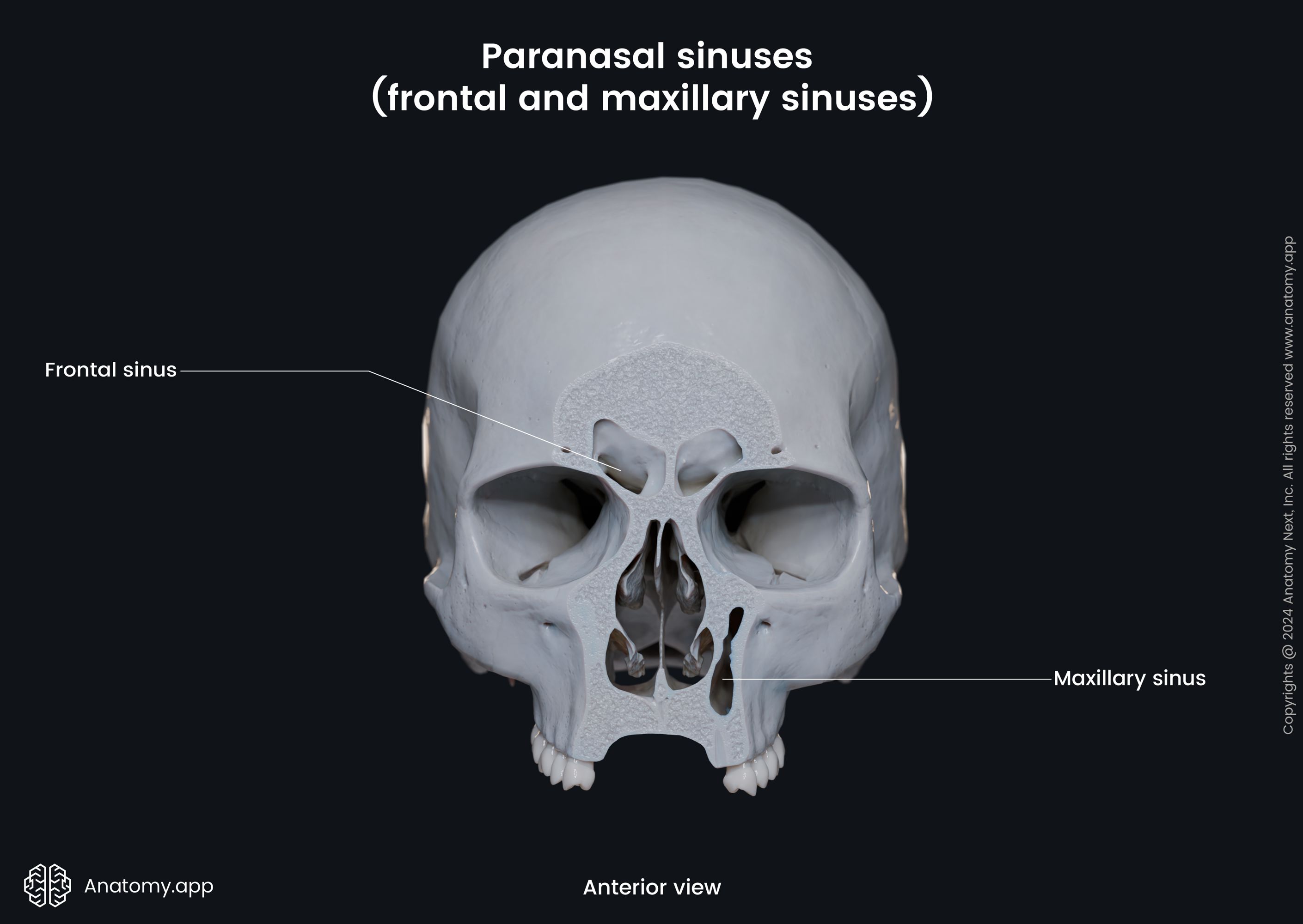 Paranasal sinuses (frontal and maxillary sinuses)