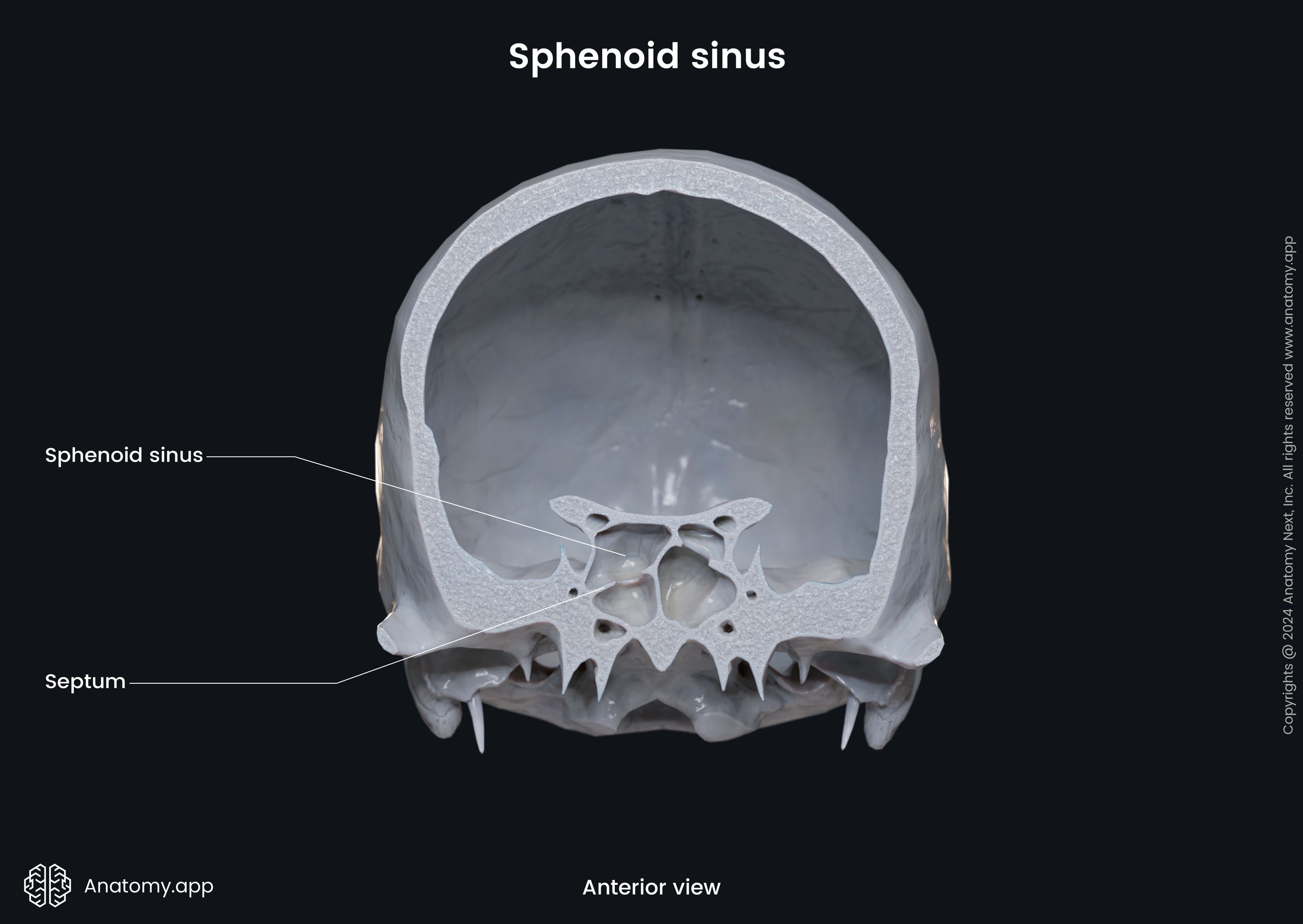 Sphenoid sinus