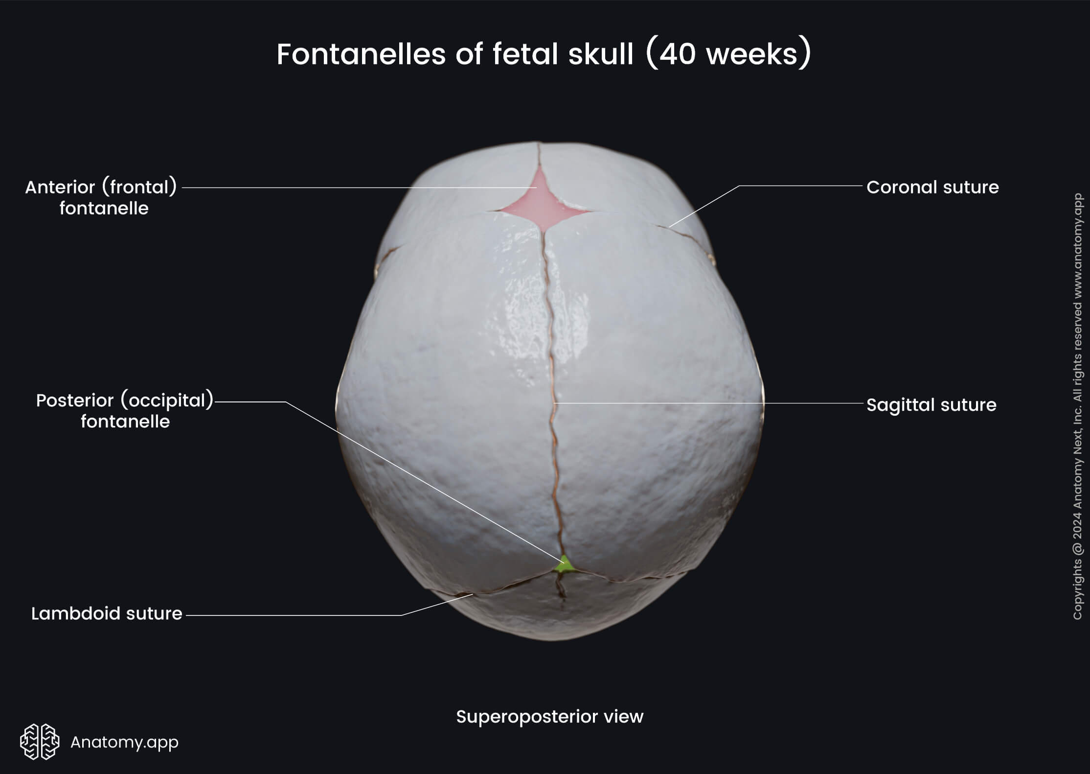 Fontanelles of fetal skull (superoposterior view) | Media Library ...