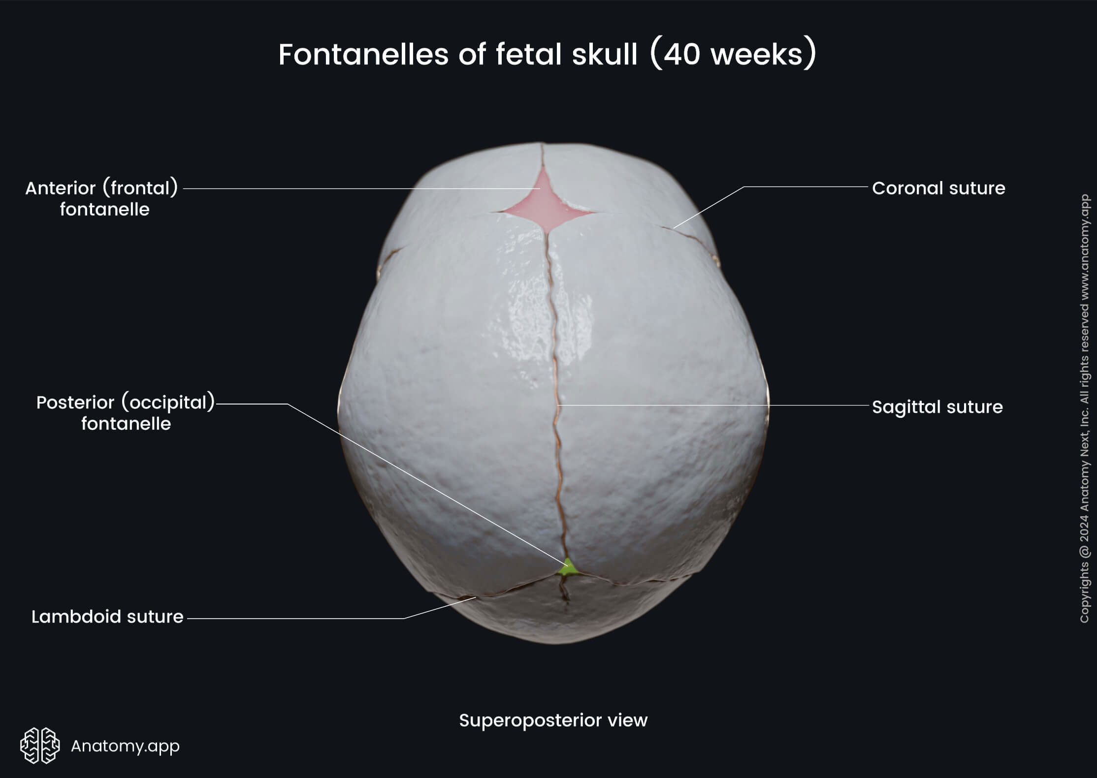 Fontanelles of fetal skull (superoposterior view)