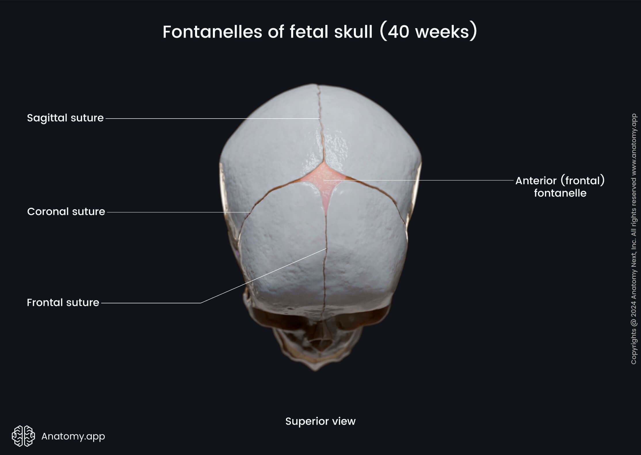 Fontanelles of fetal skull (superior view)