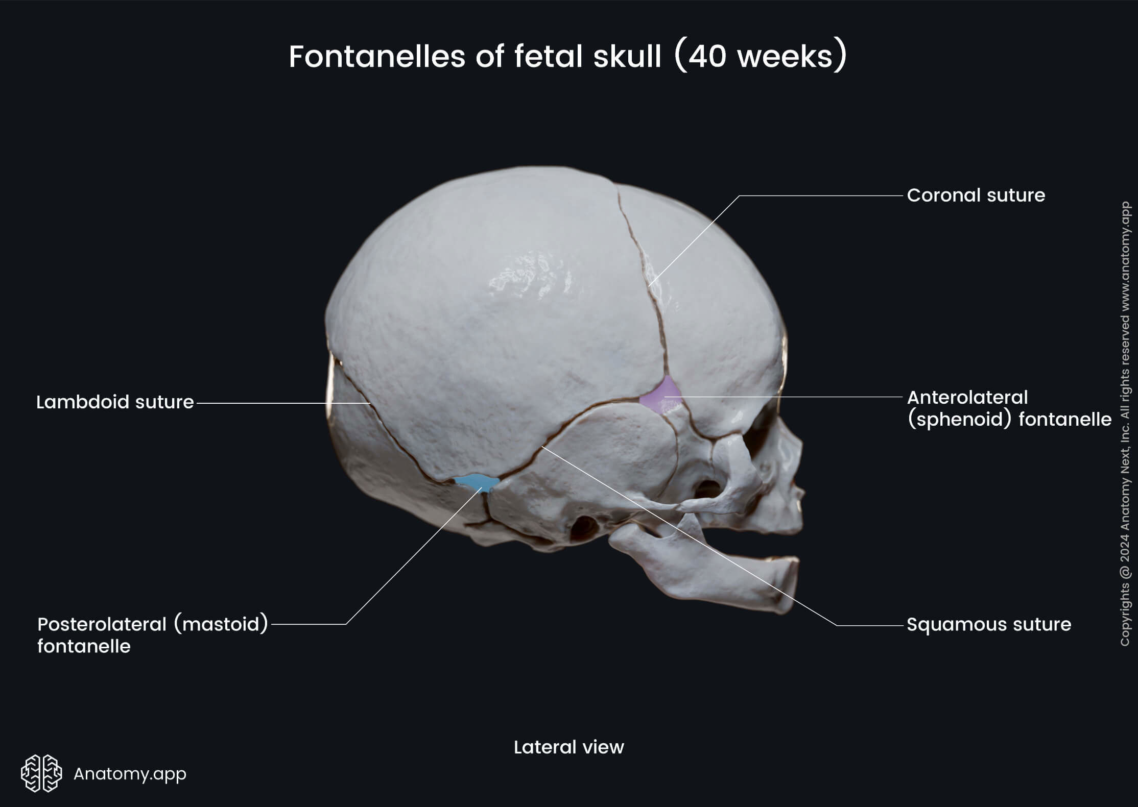 Fontanelles of fetal skull (lateral view)