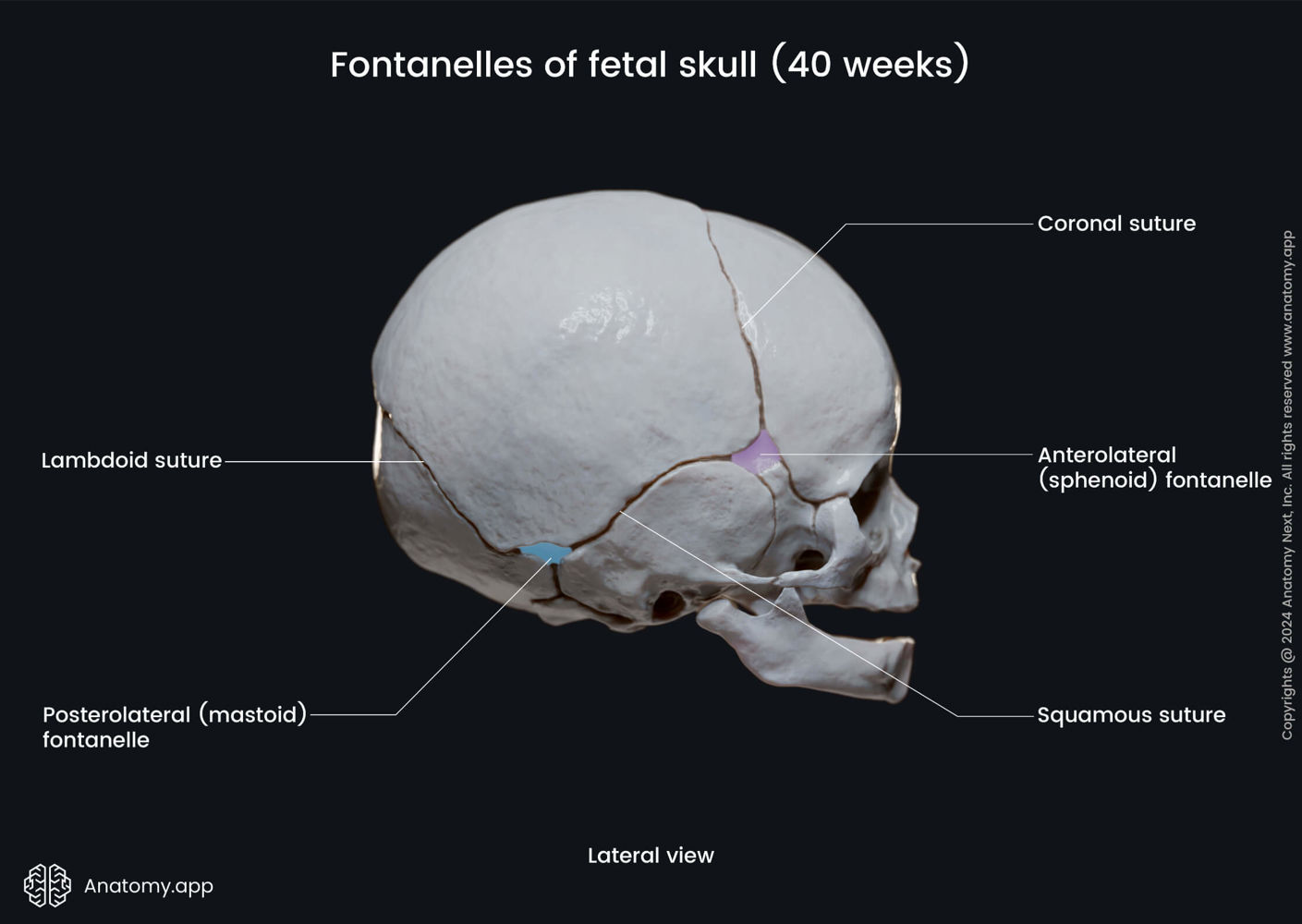 Fontanelles of fetal skull (lateral view) | Media Library | Anatomy.app ...