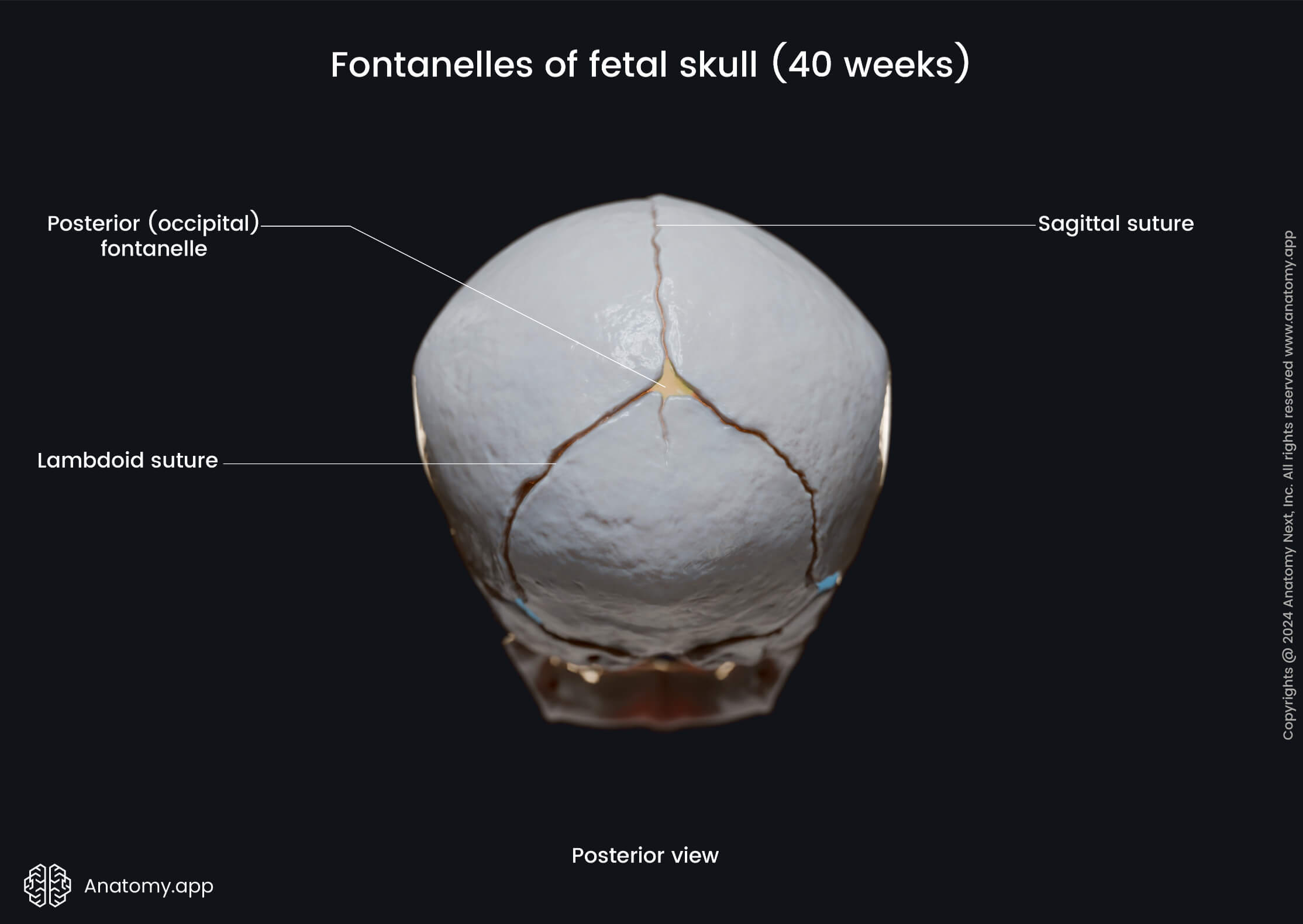 Fontanelles of fetal skull (posterior view) | Media Library | Anatomy ...