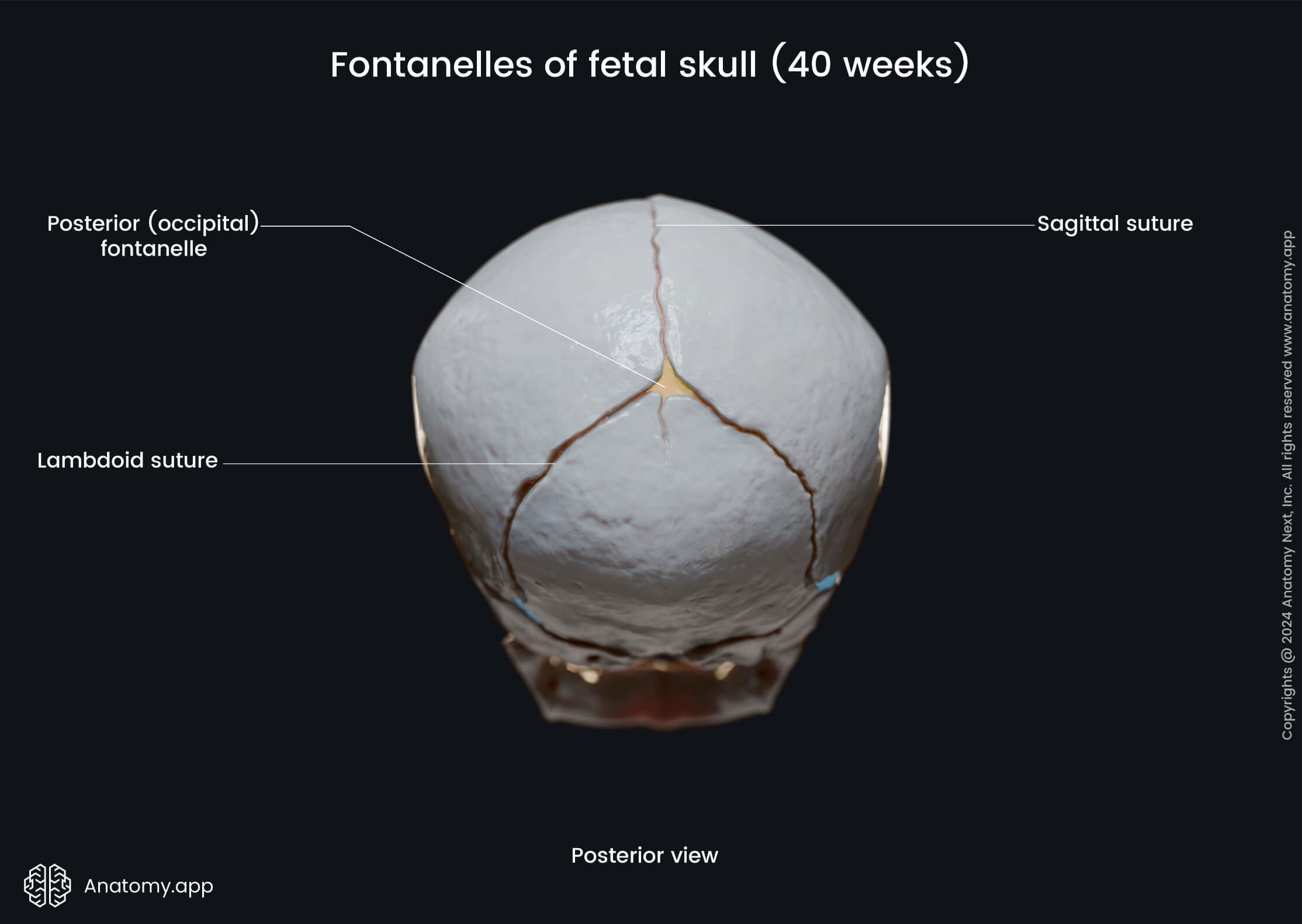 Fontanelles of fetal skull (posterior view)