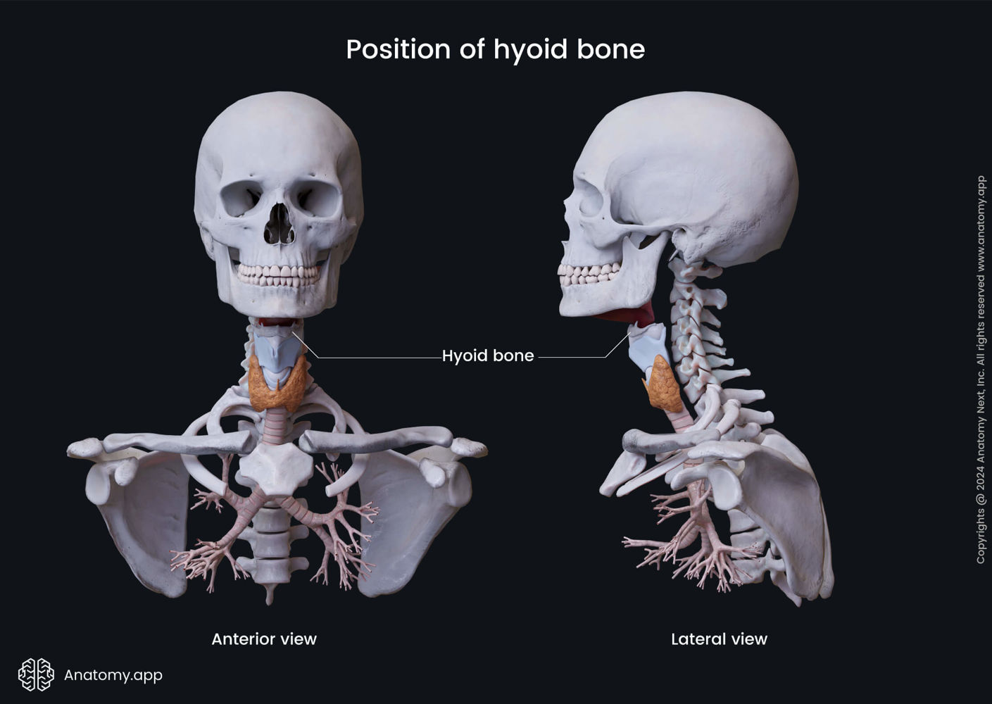 Position of hyoid bone anatomy app