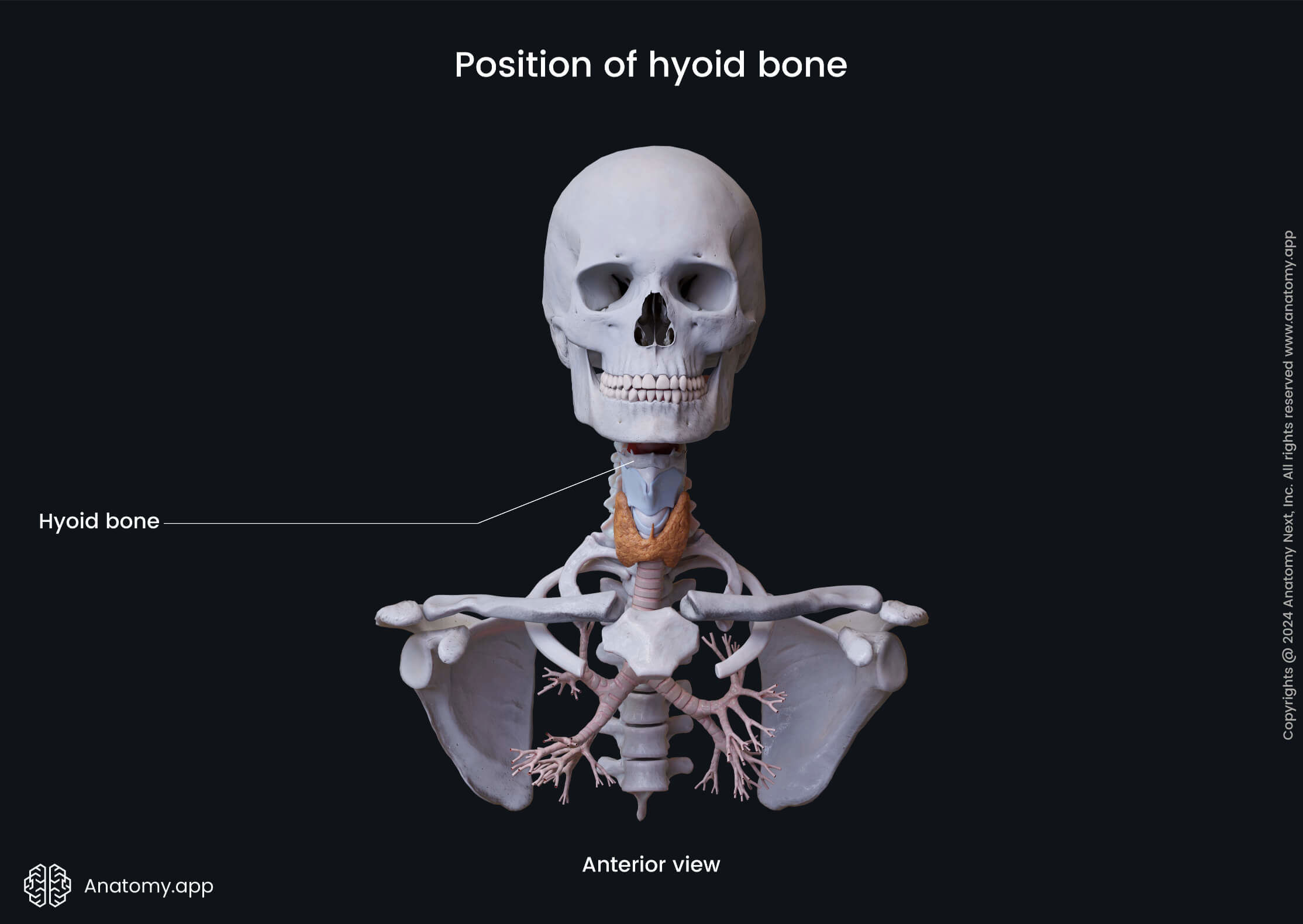 Position of hyoid bone (anterior view)