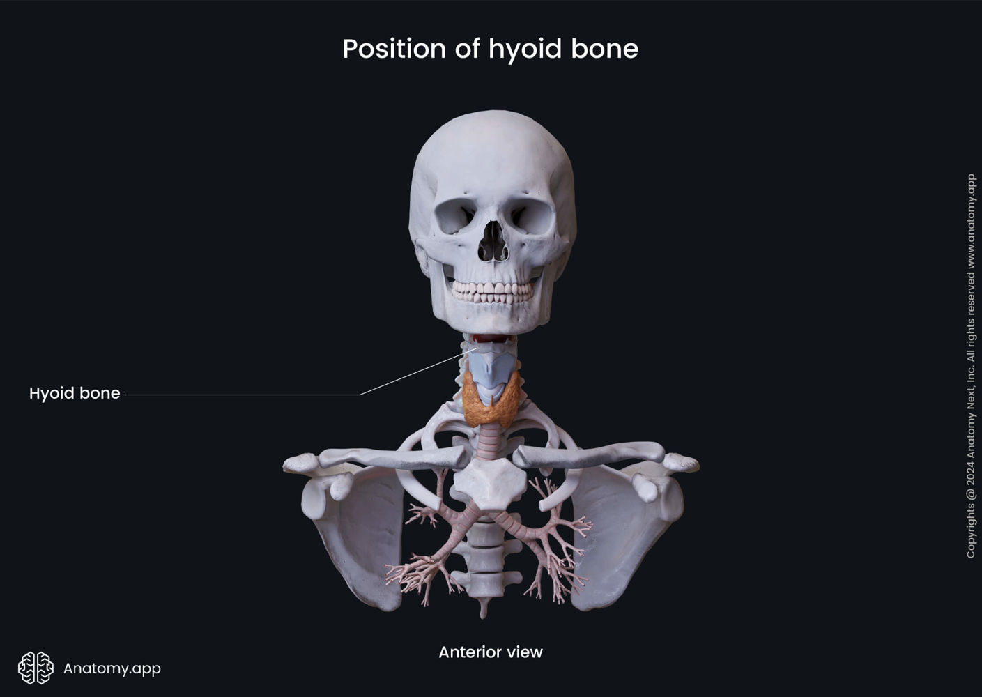 Position of hyoid bone (anterior view) | Anatomy.app