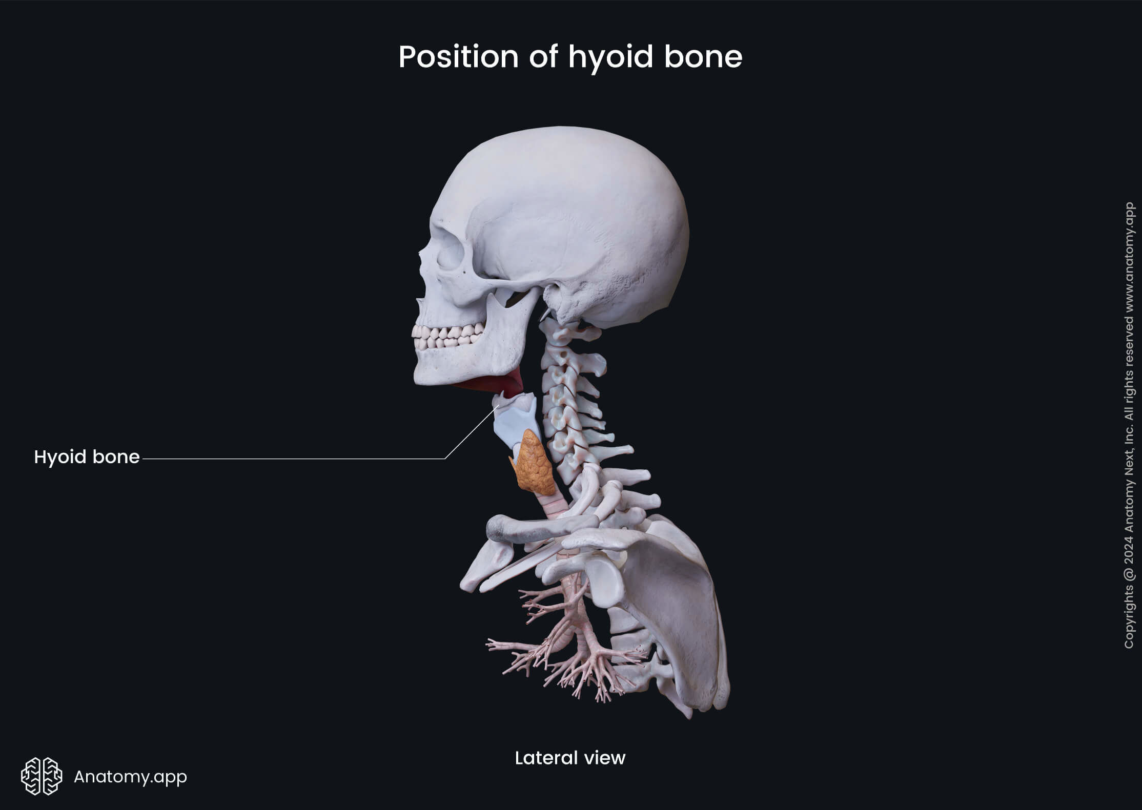 Position of hyoid bone (lateral view)