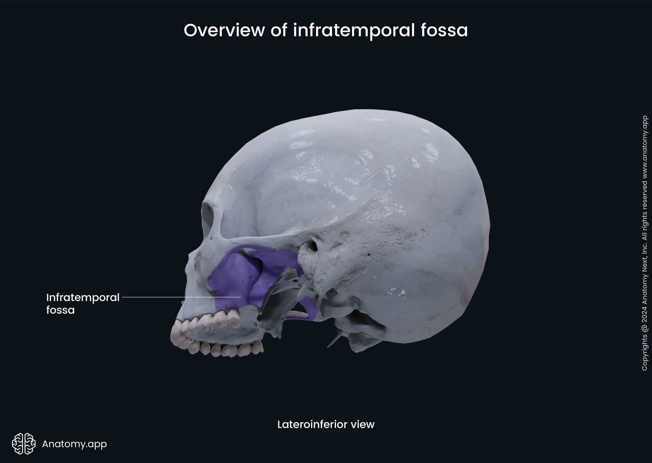 Overview of infratemporal fossa