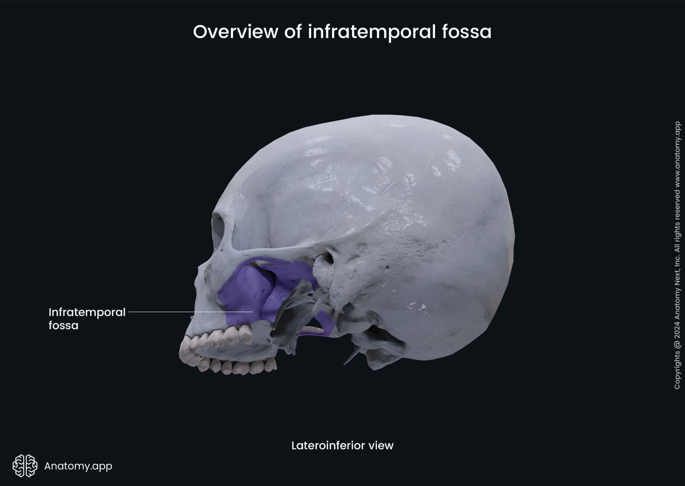 Overview of infratemporal fossa | Media Library | Anatomy.app | Learn ...