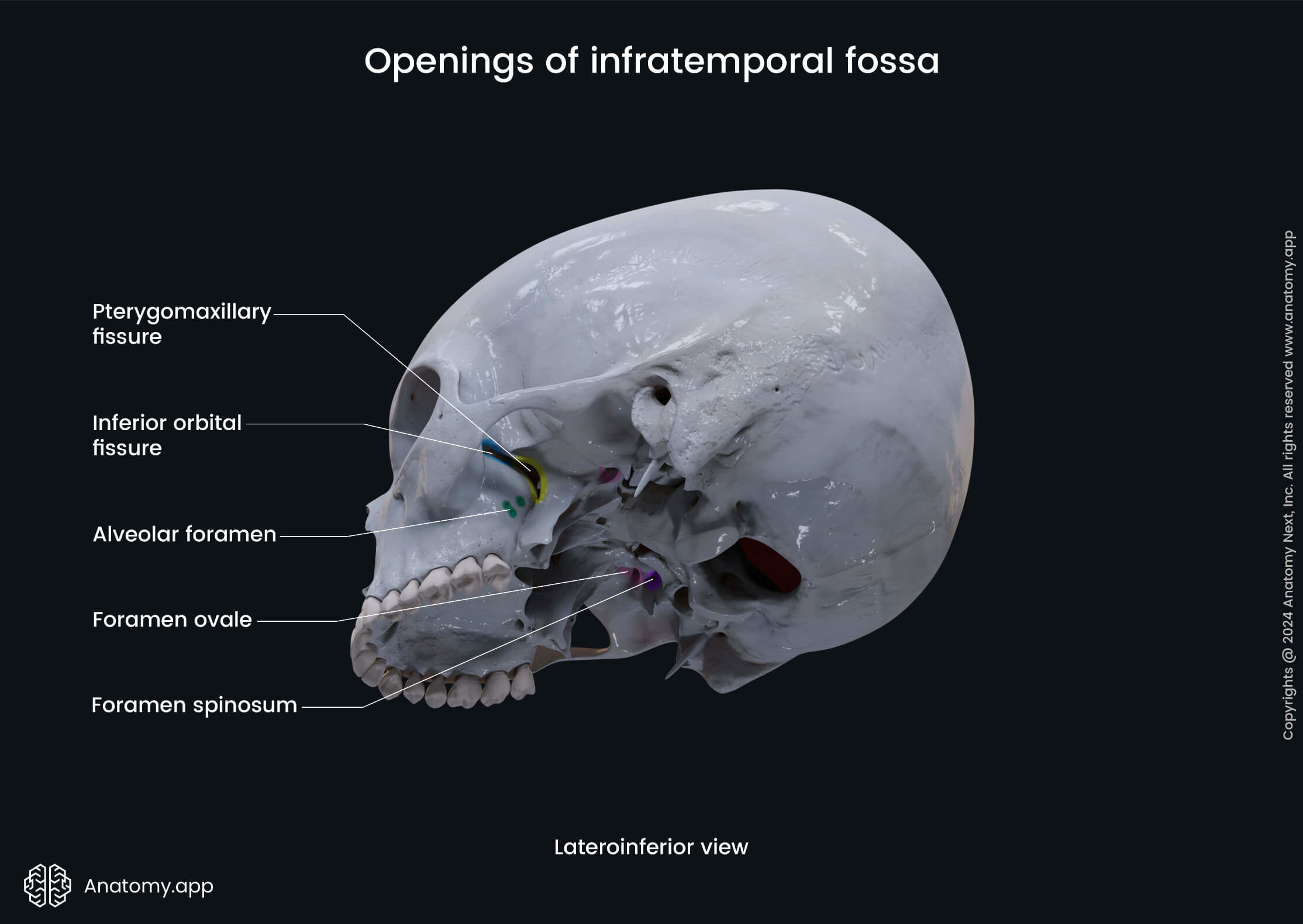 Openings of infratemporal fossa