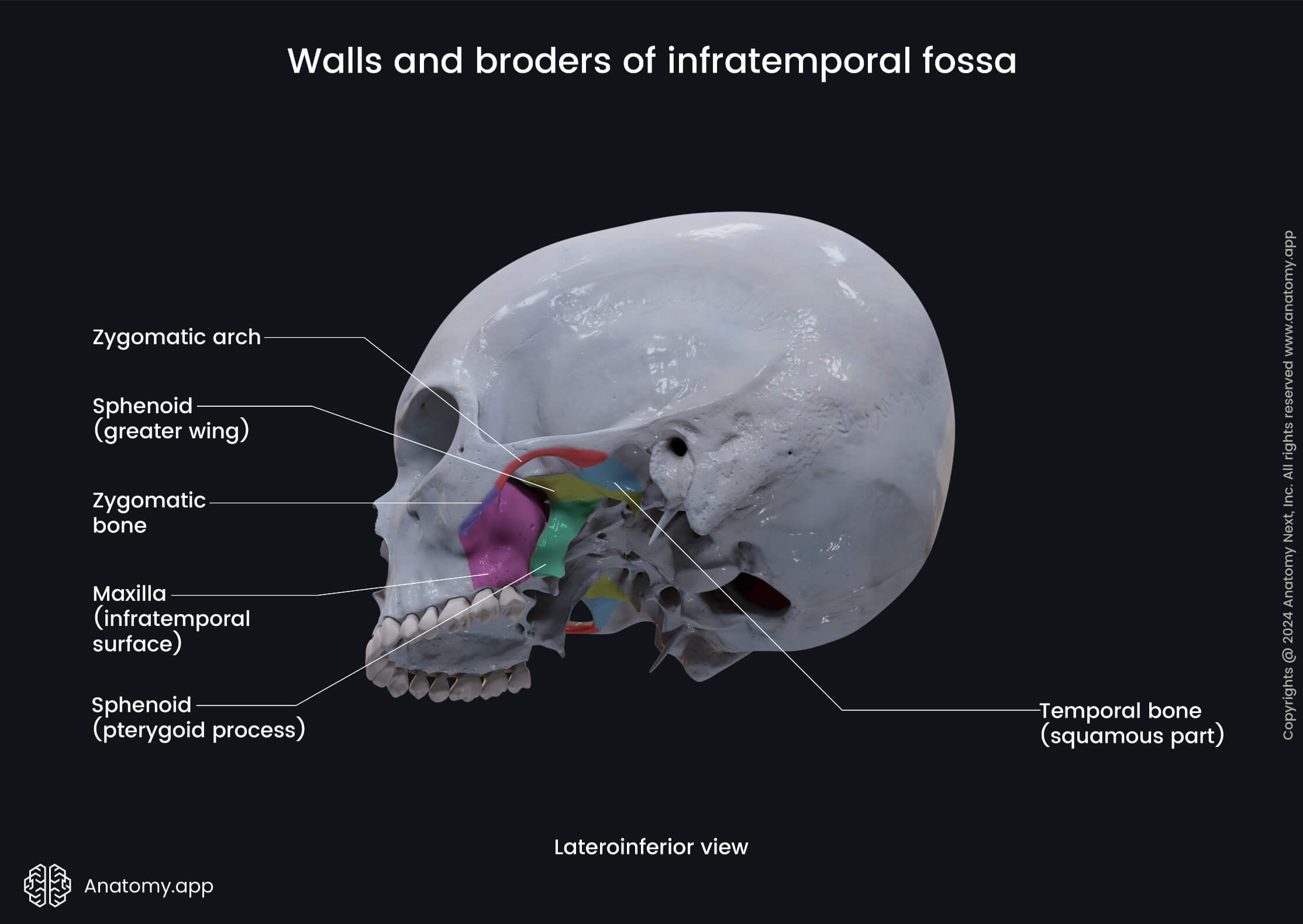 Walls and borders of infratemporal fossa | Media Library | Anatomy.app ...