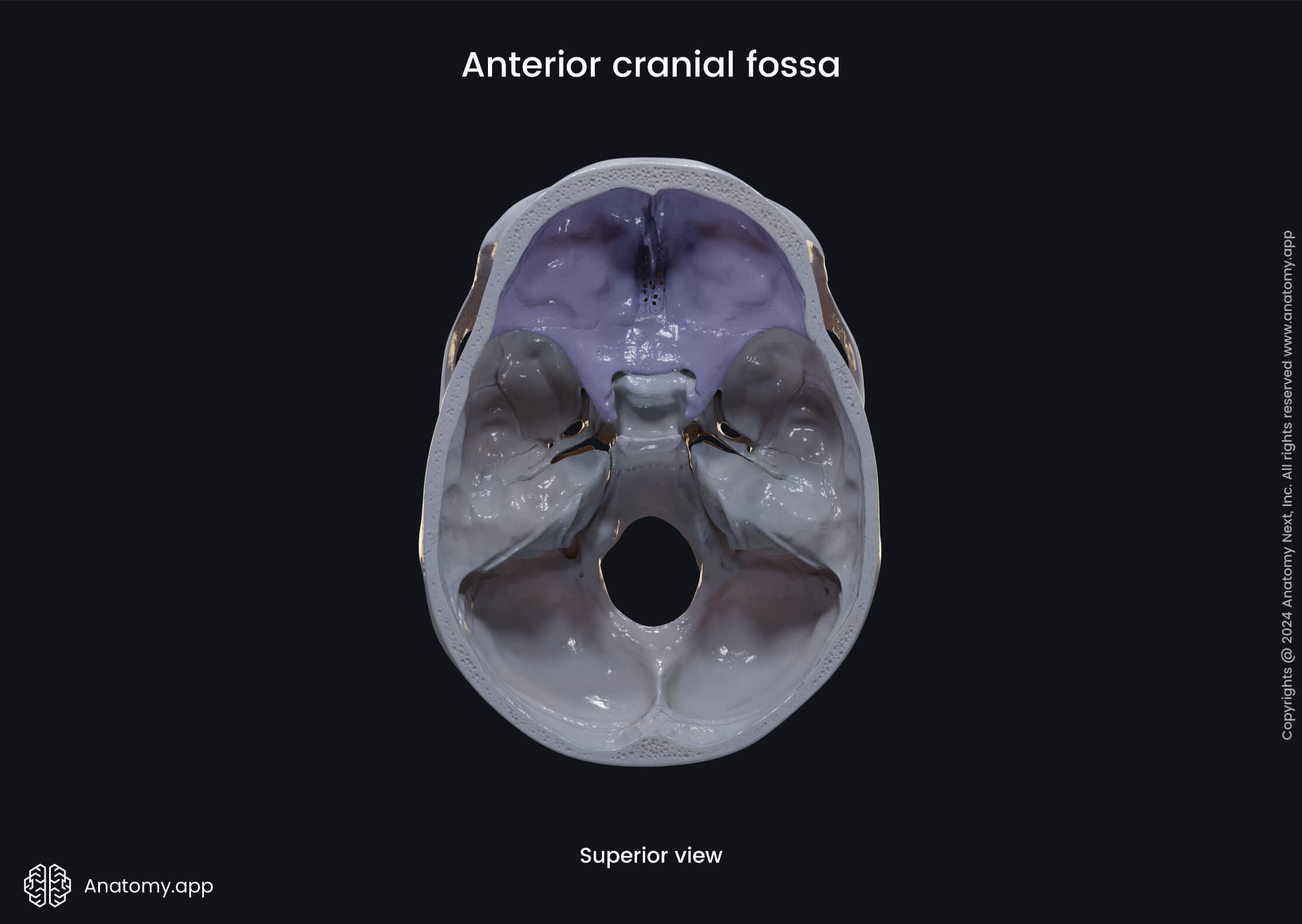 Anterior cranial fossa | Media Library | Anatomy.app | Learn anatomy ...