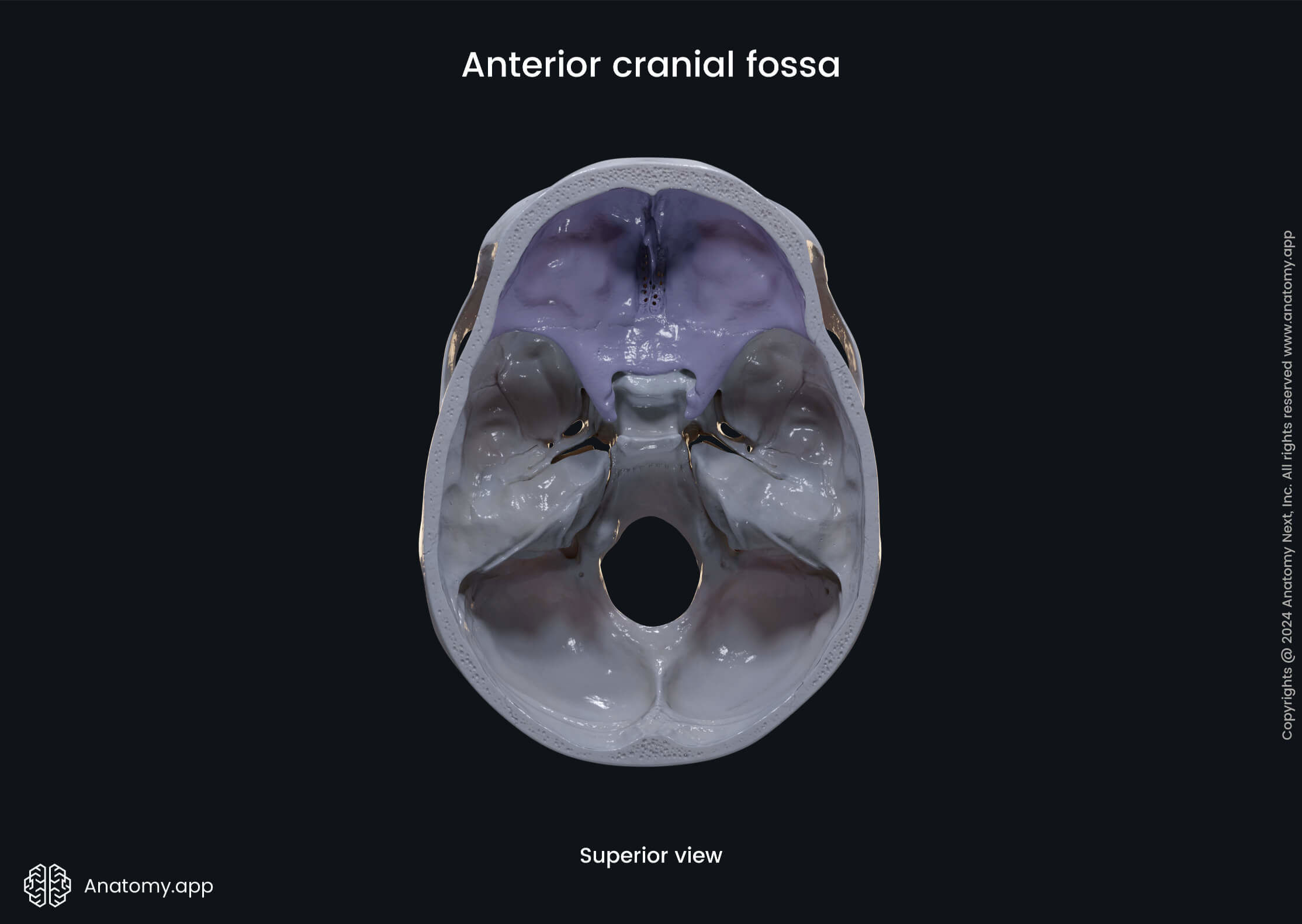 Anterior cranial fossa