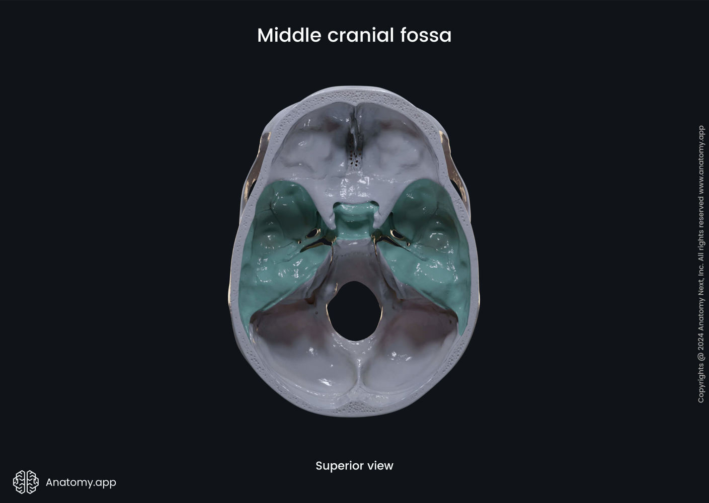 Middle cranial fossa | Media Library | Anatomy.app | Learn anatomy | 3D ...