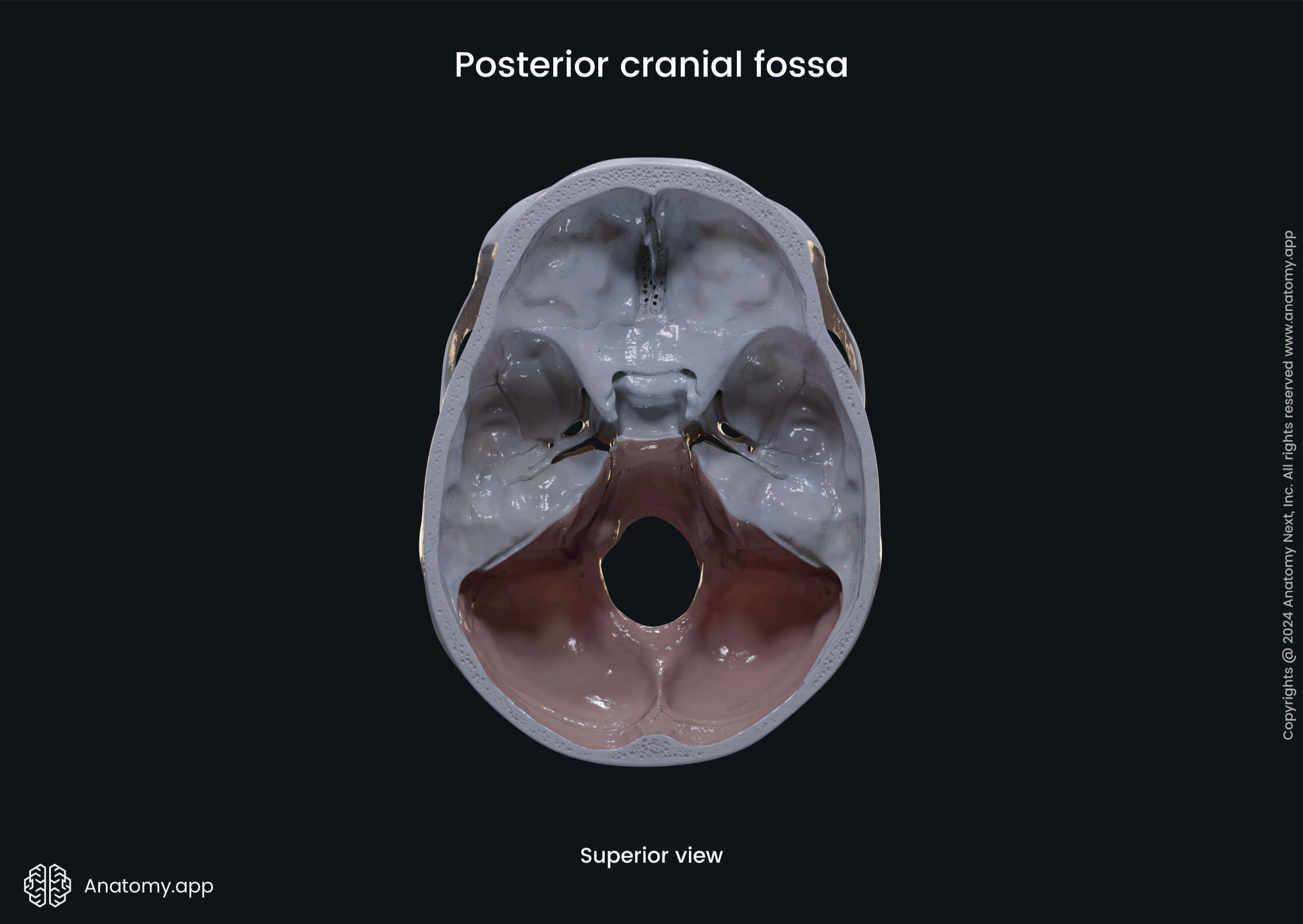 Posterior cranial fossa