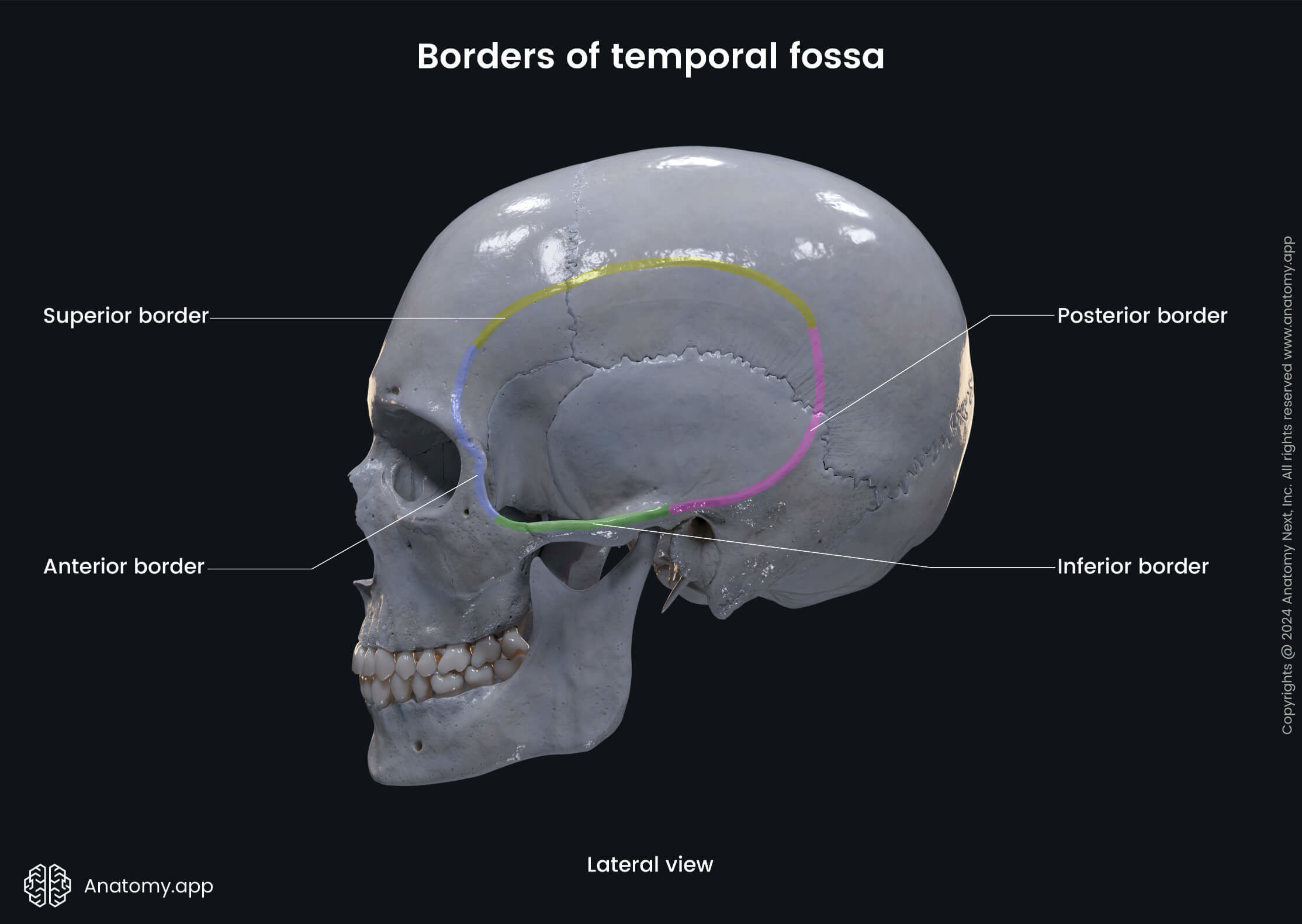 Borders of temporal fossa