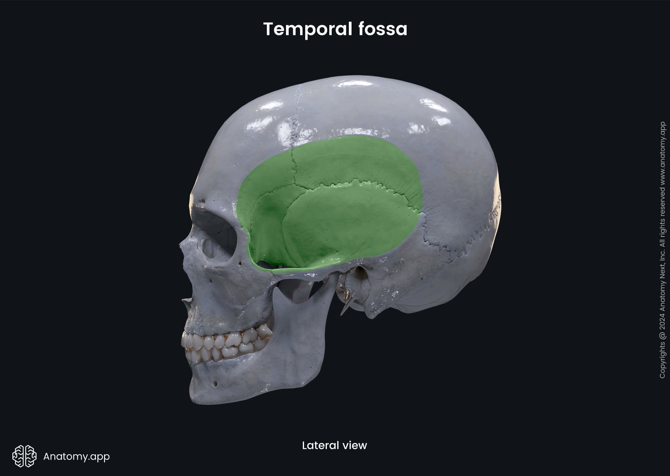 Temporal fossa