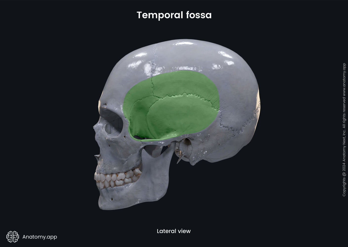 Temporal fossa | Media Library | Anatomy.app | Learn anatomy | 3D ...