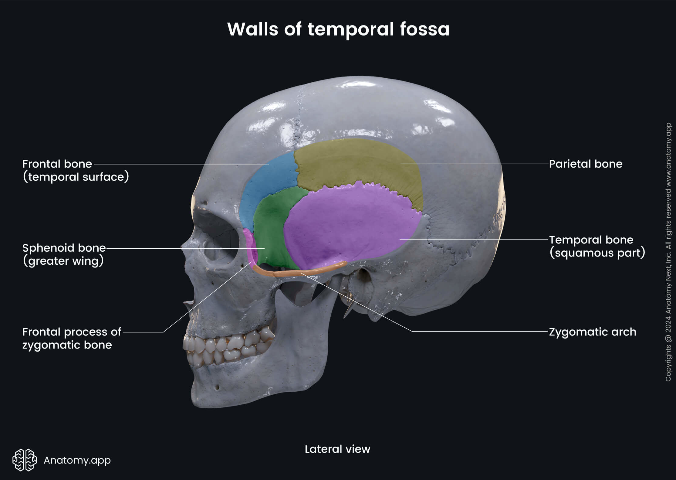 Walls of temporal fossa