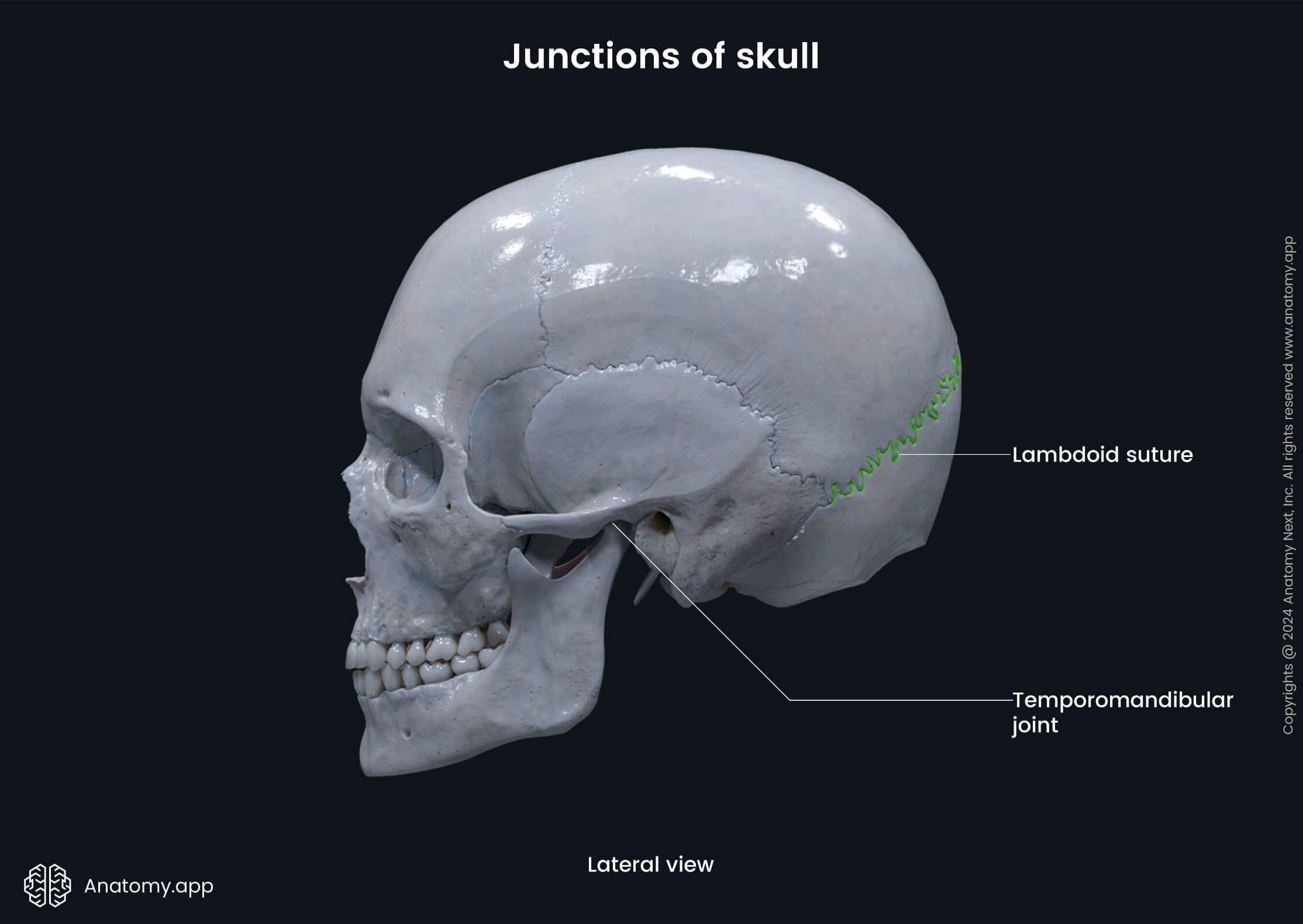 Junctions of skull