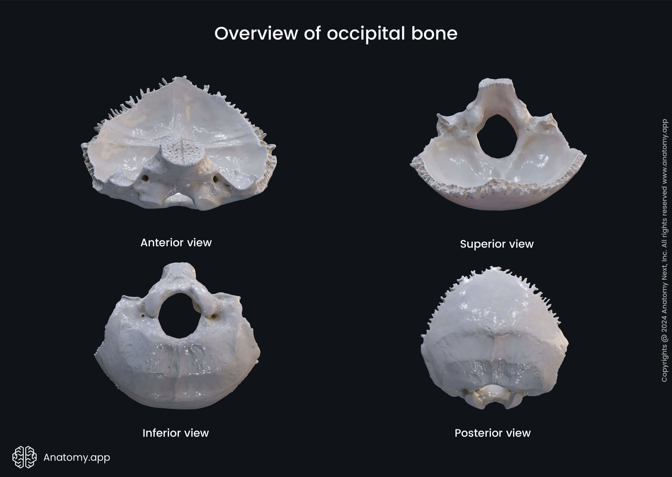 Overview of occipital bone