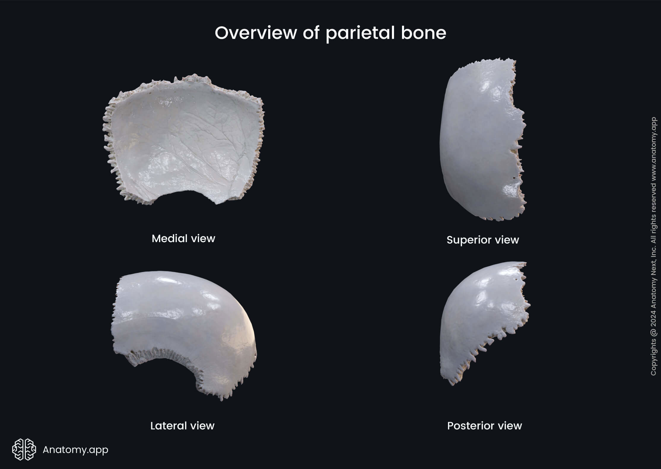 Overview of parietal bone