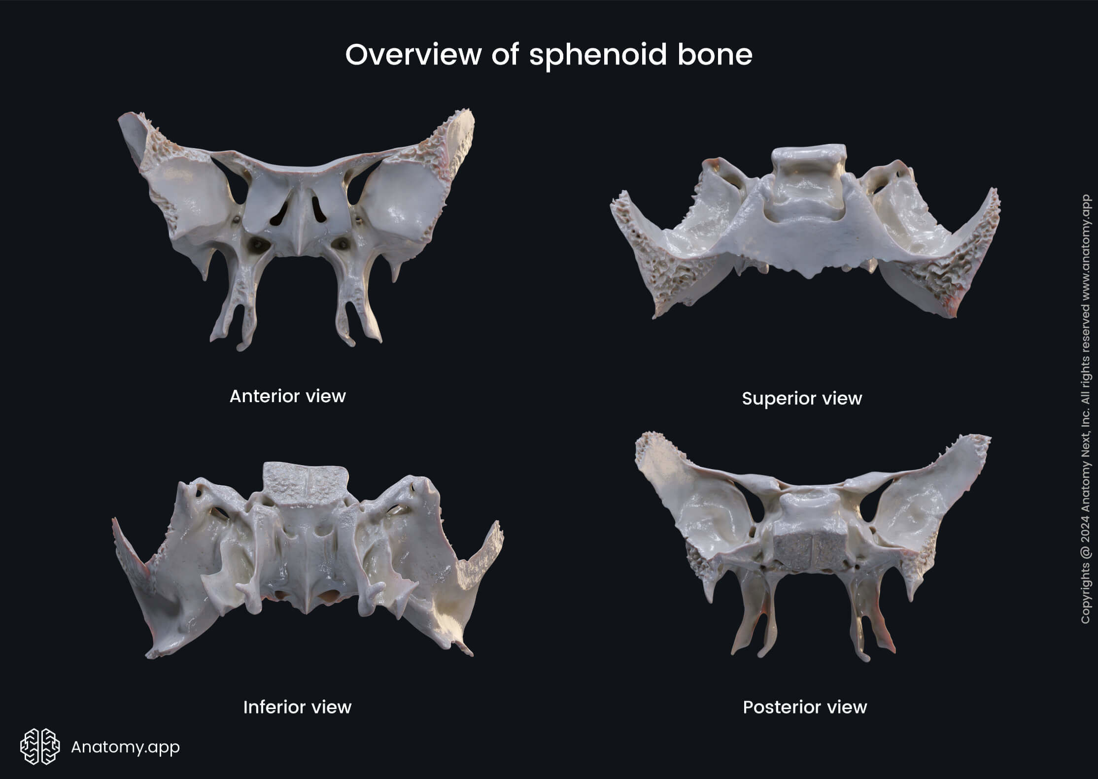 Overview of sphenoid