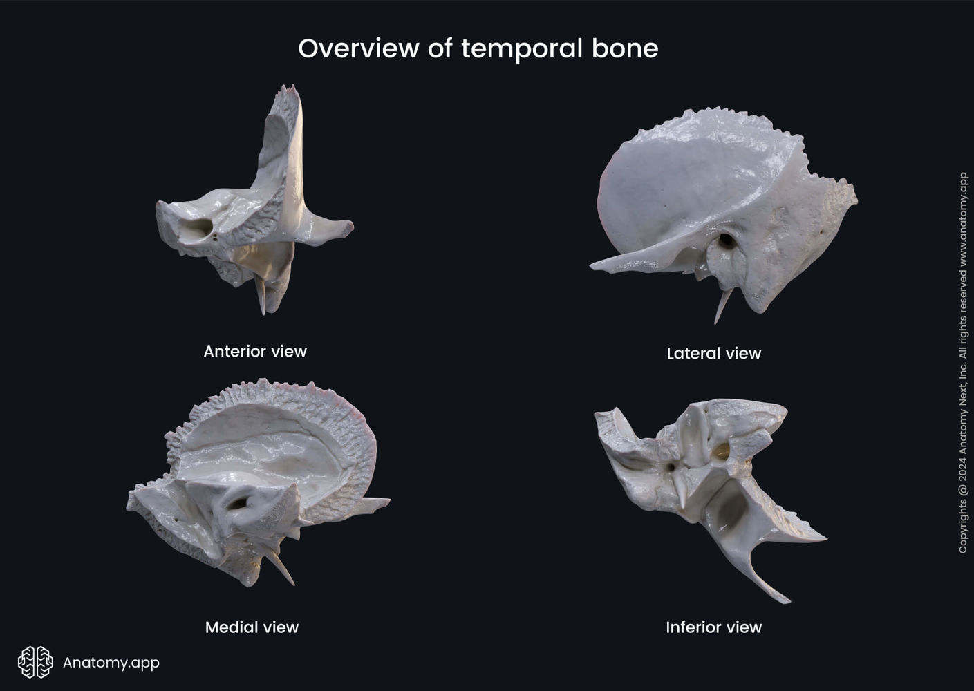 Overview of temporal bone | Media Library | Anatomy.app | Learn anatomy ...