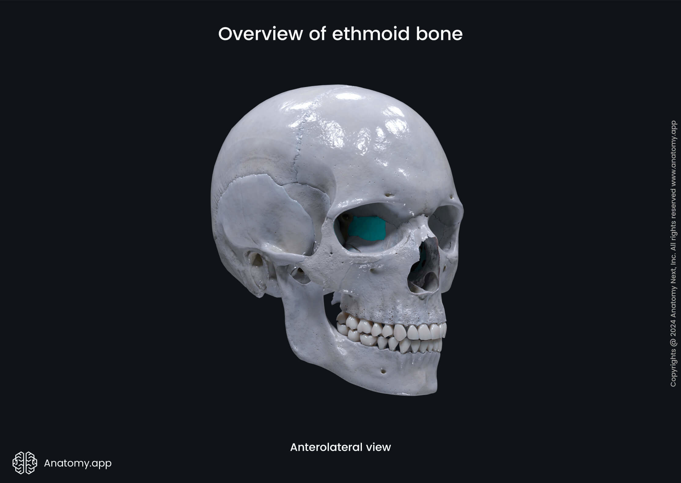 Overview of ethmoid