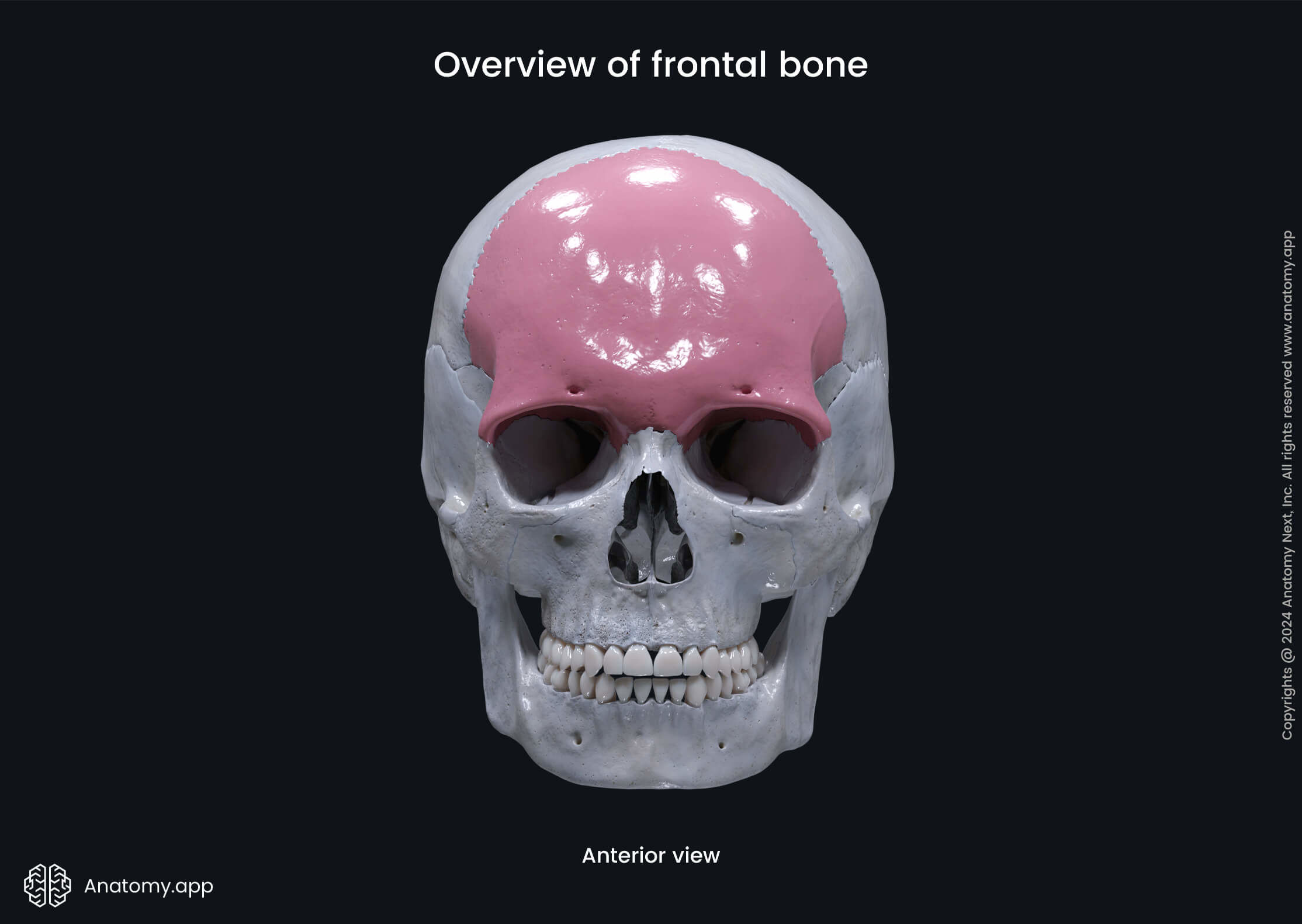 Overview of frontal bone