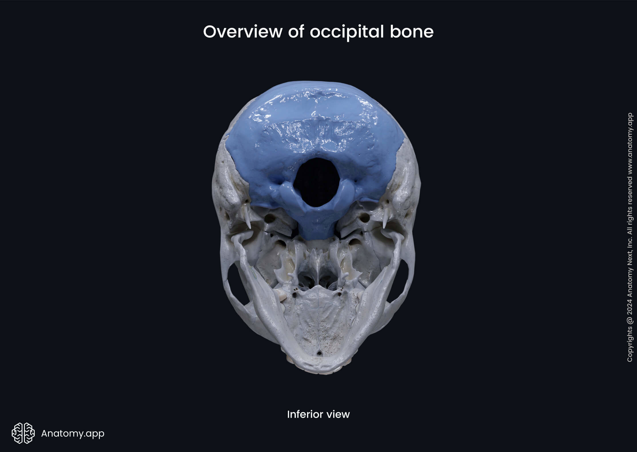 Overview of occipital bone (inferior view)